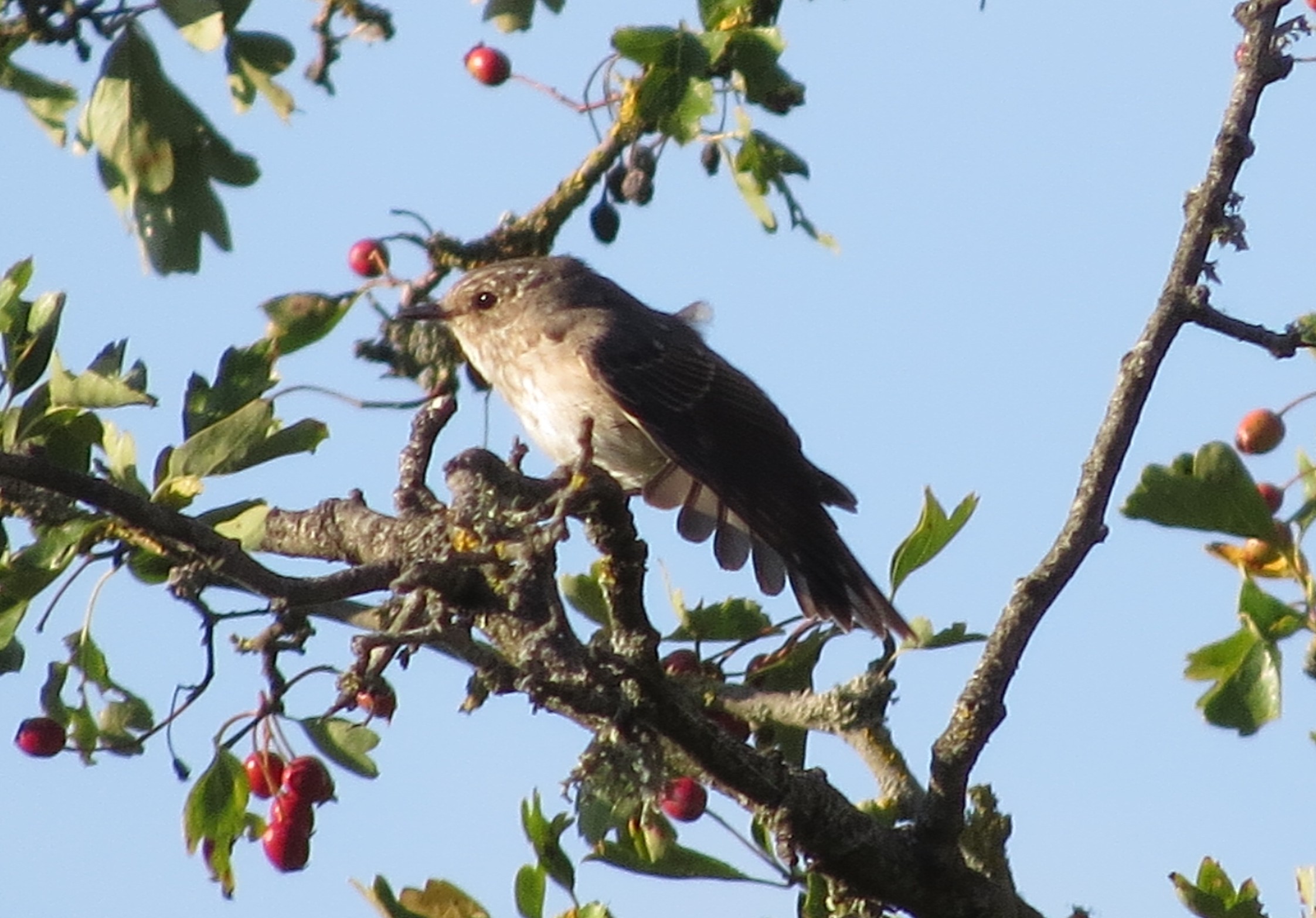 Spotted Flycatcher