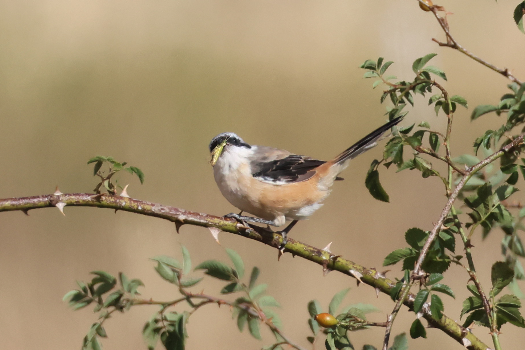 Long-tailed Shrike