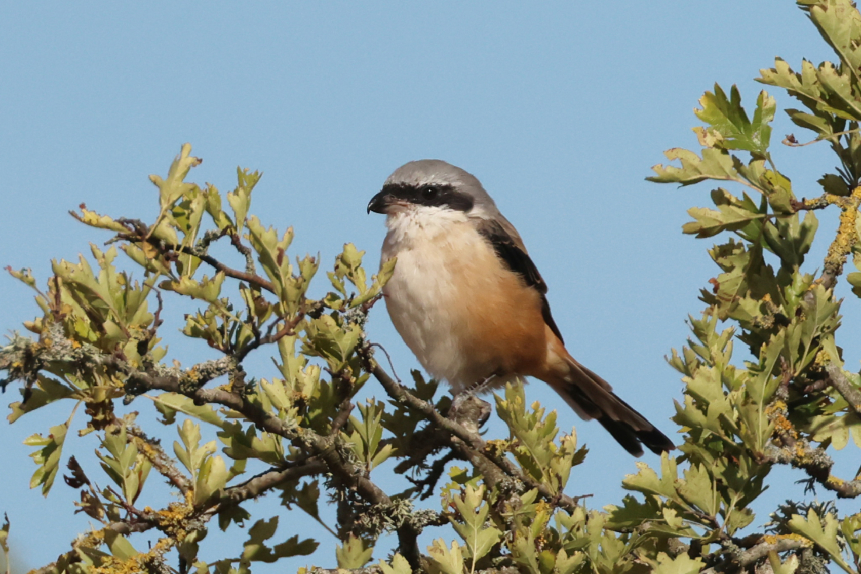 Long-tailed Shrike