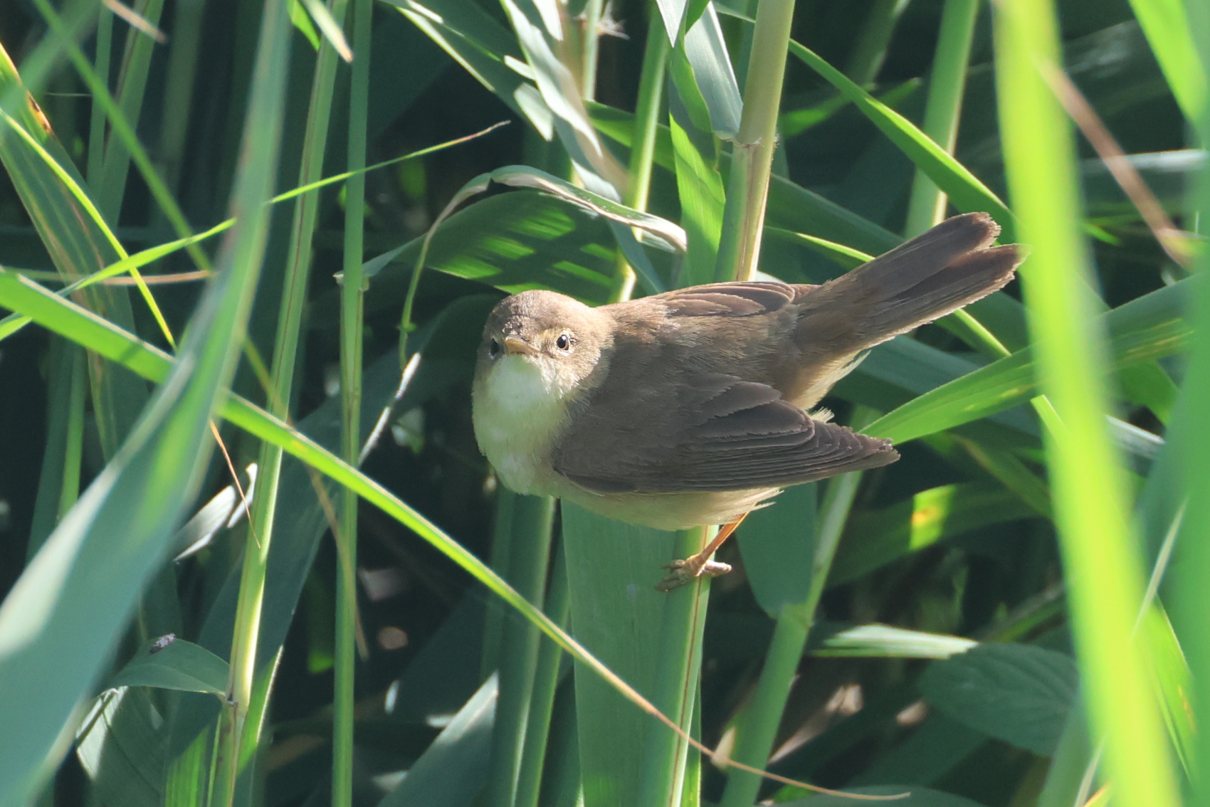 Reed Warbler