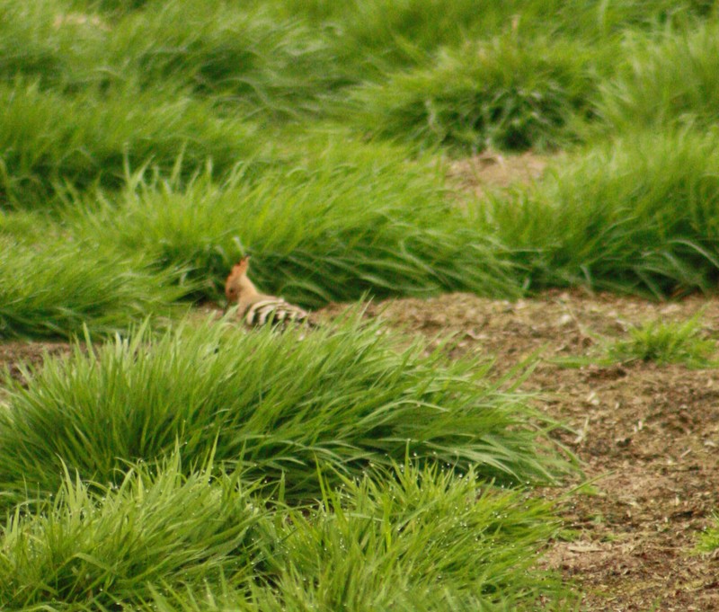 Hoopoe