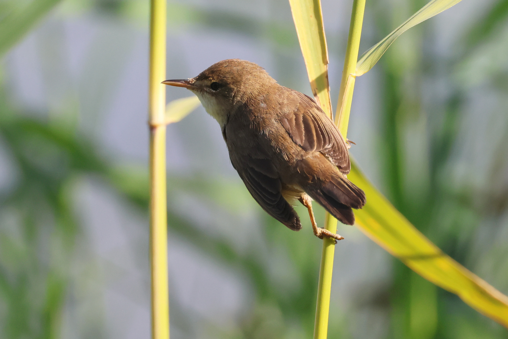 Reed Warbler