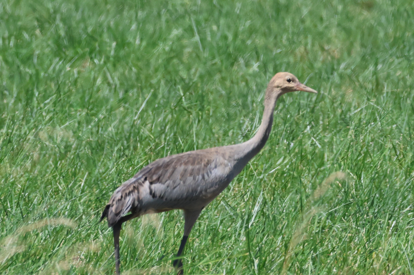 Common Crane