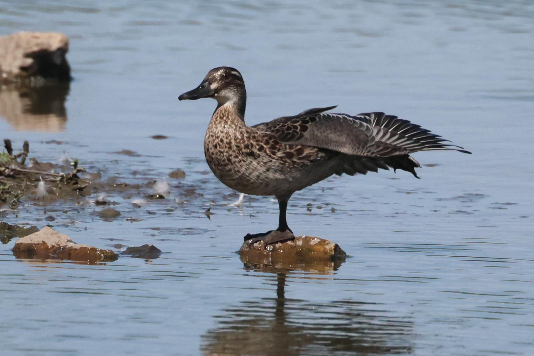 Garganey