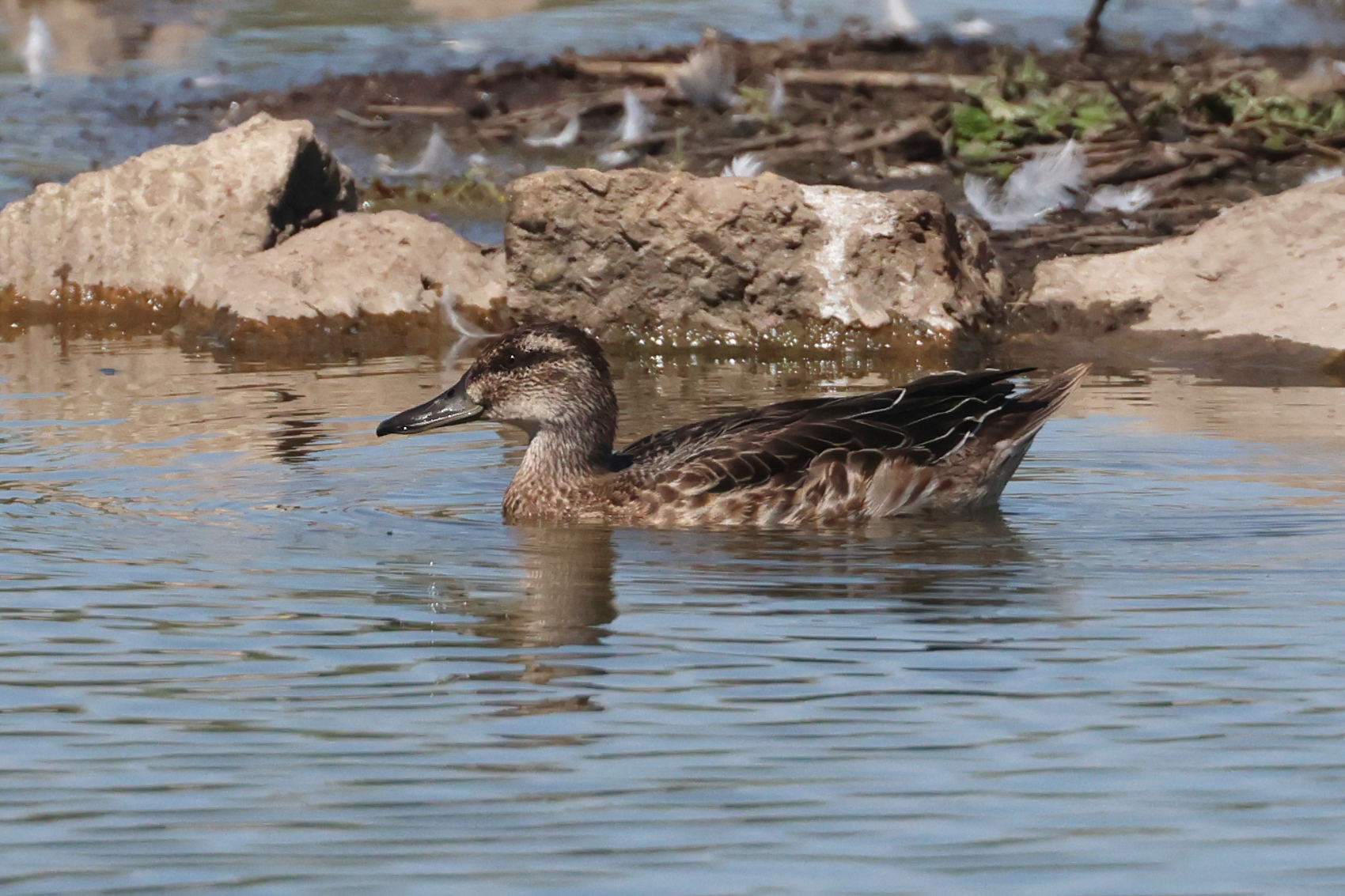 Garganey
