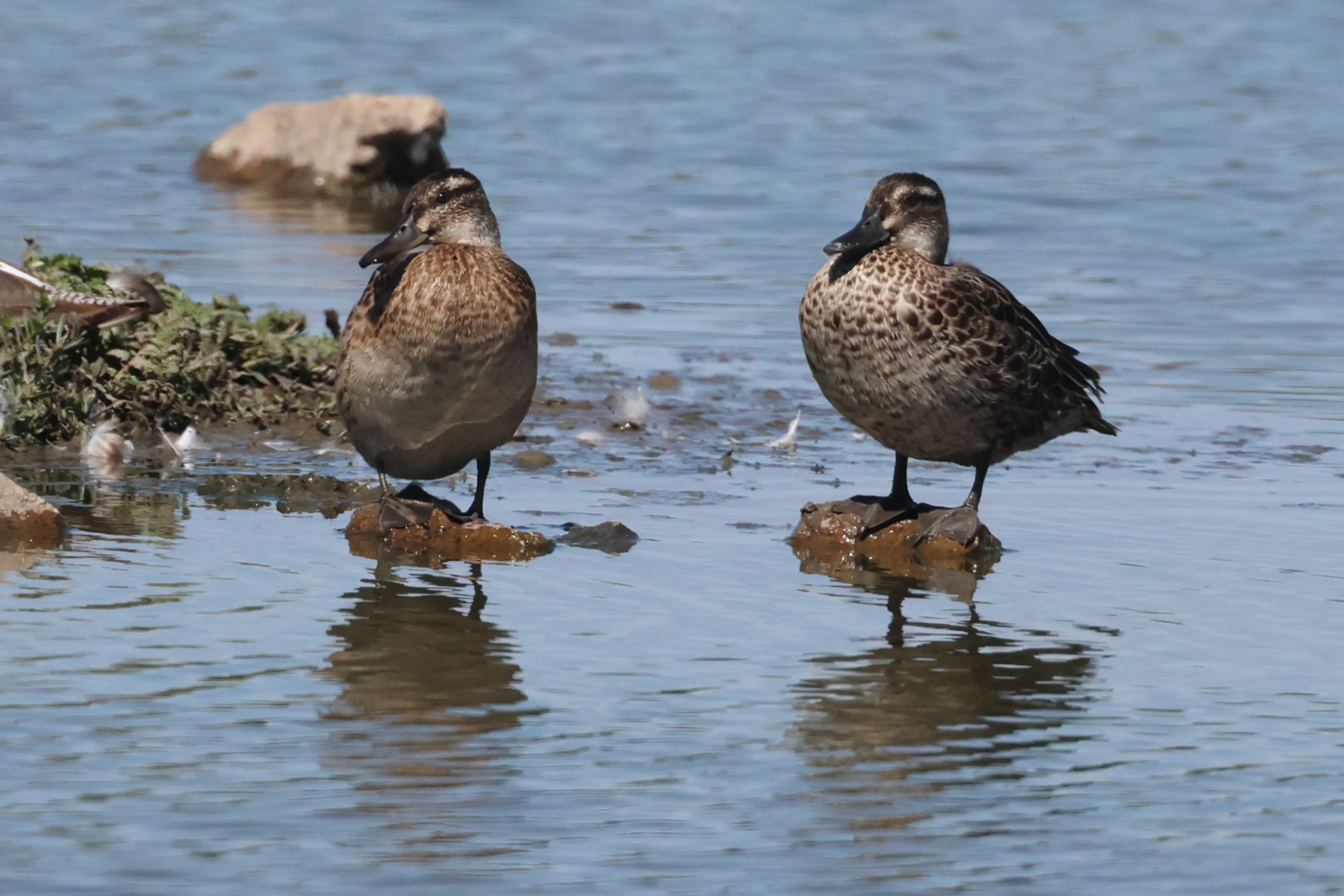 Garganey