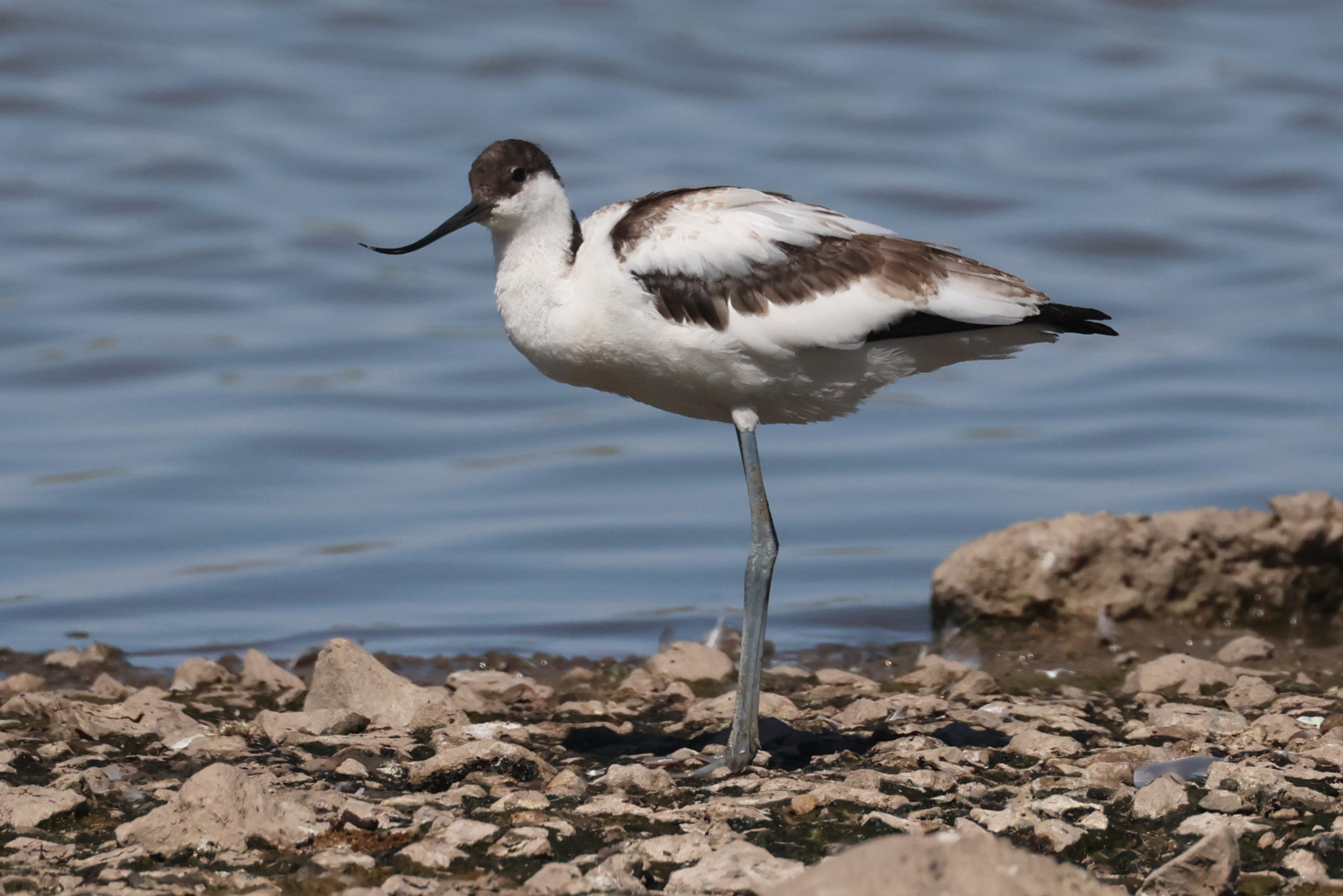 Avocet