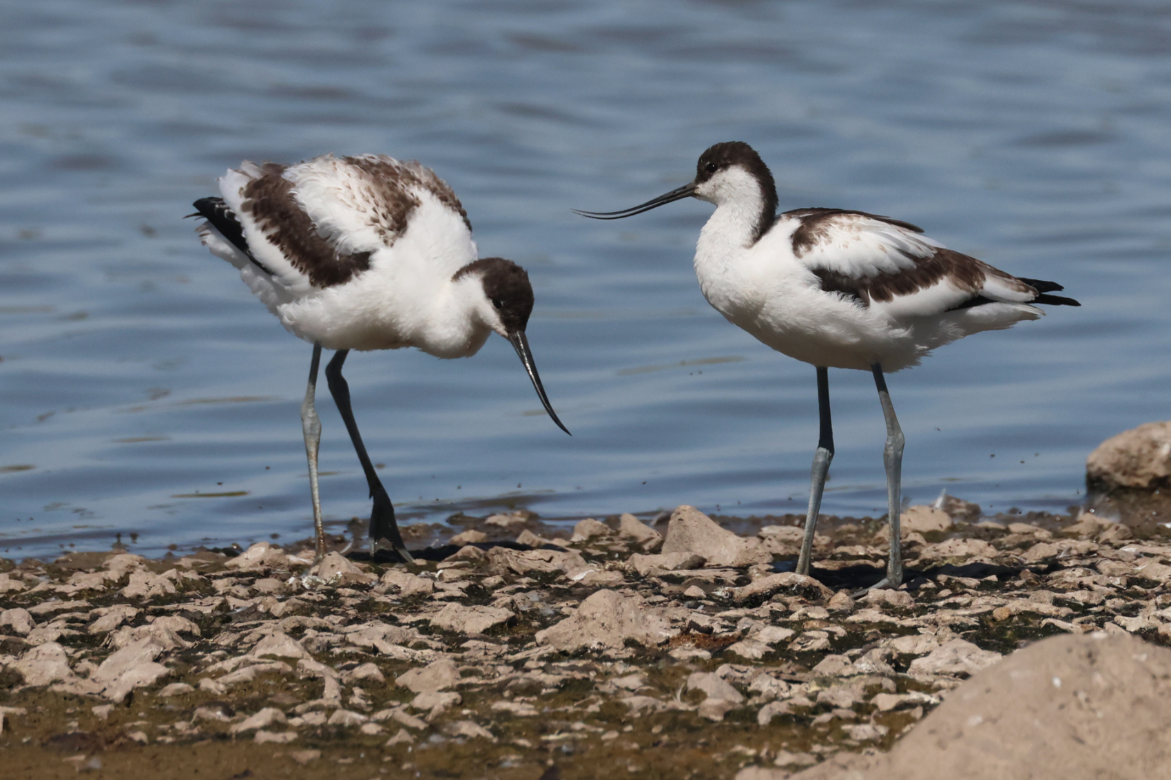 Avocet