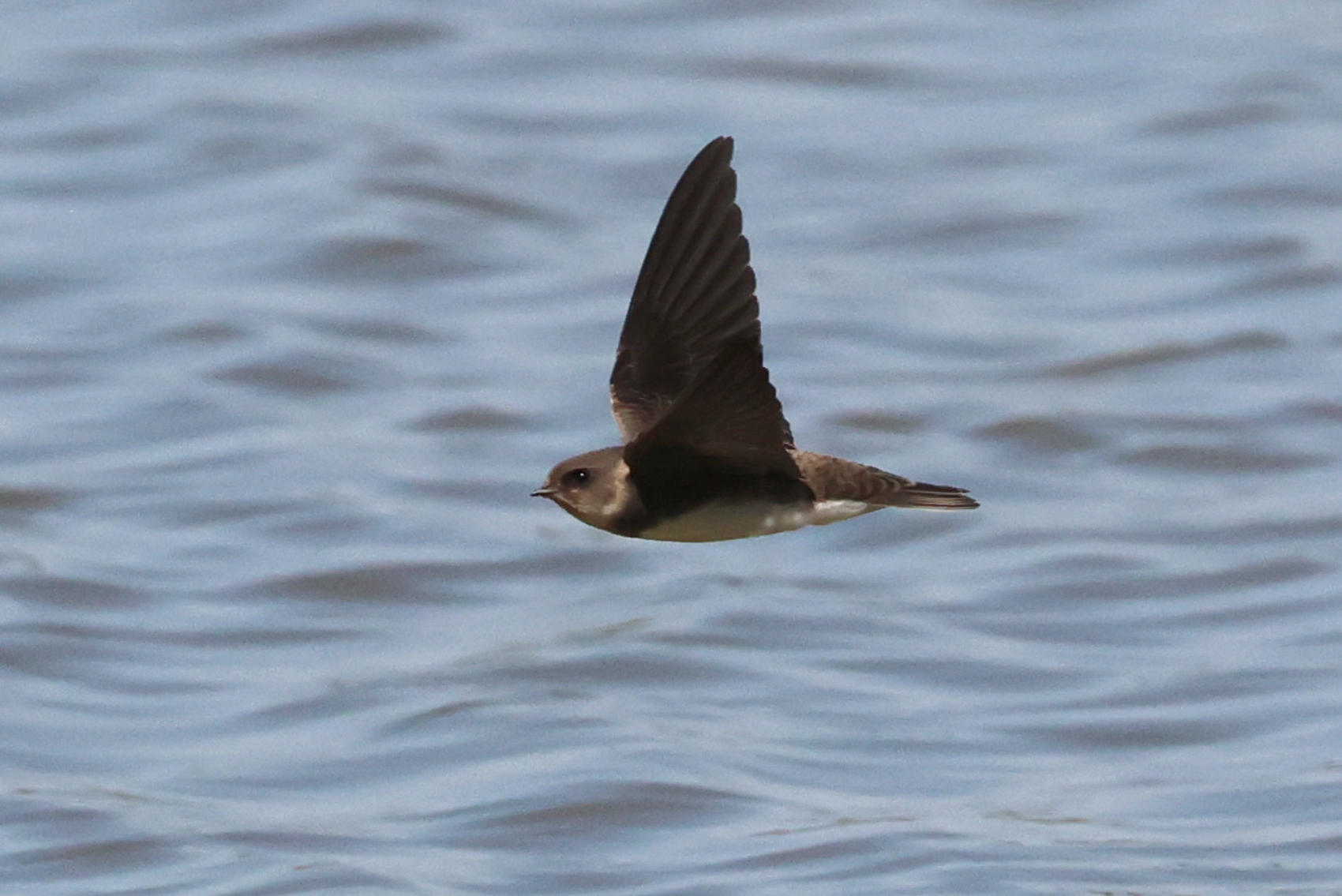 Sand Martin