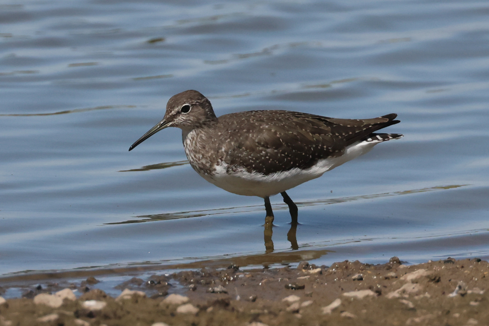 Green Sandpiper