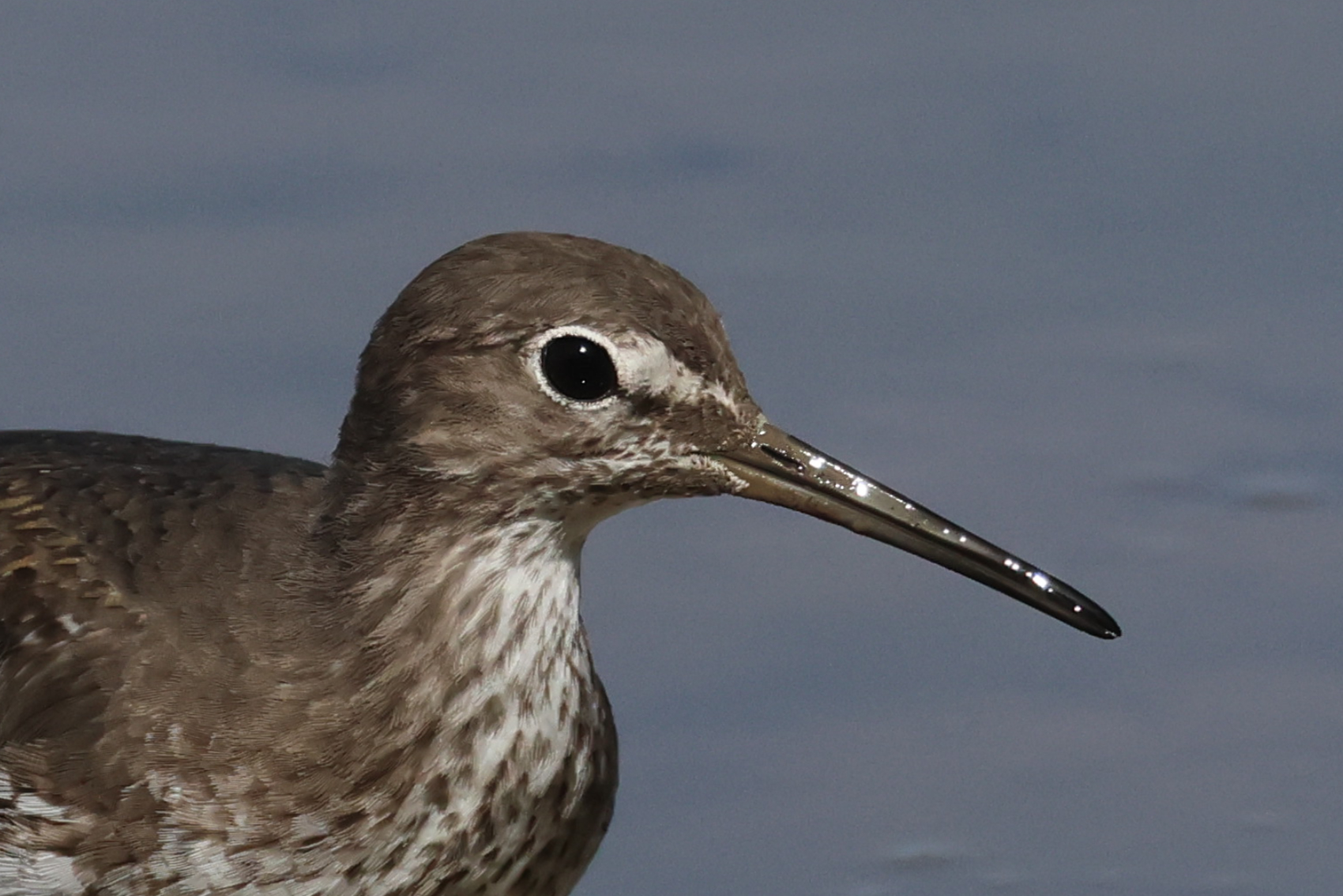 Green Sandpiper
