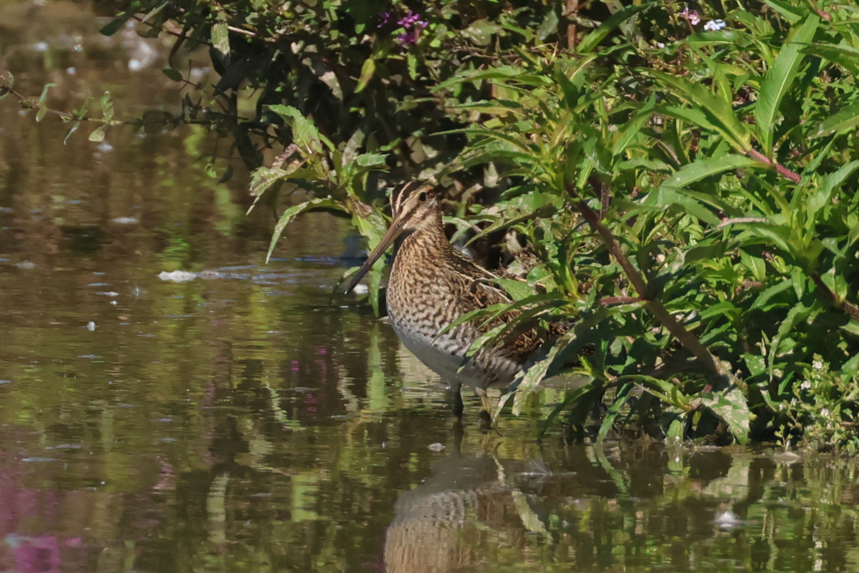 Snipe