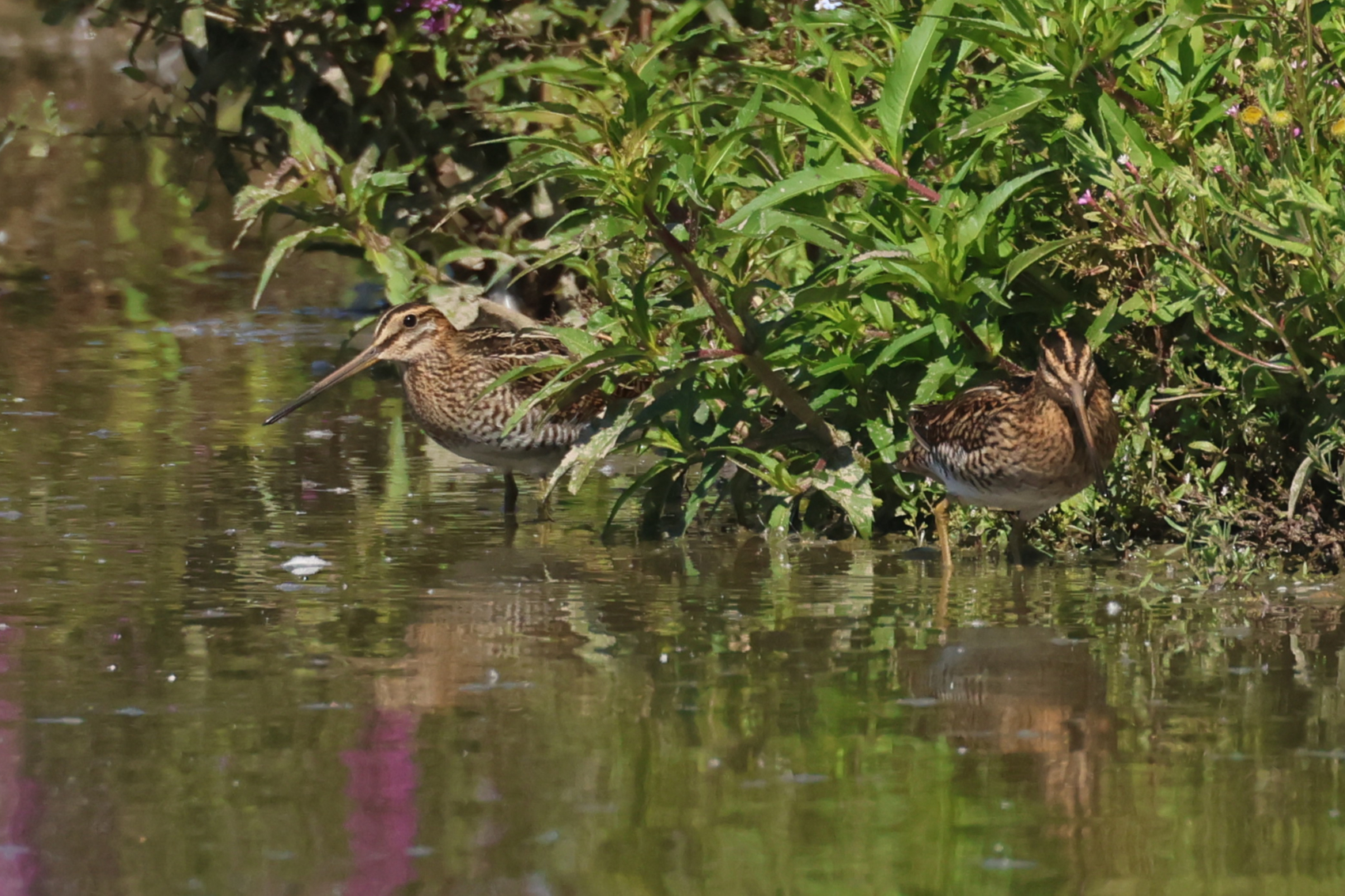 Snipe