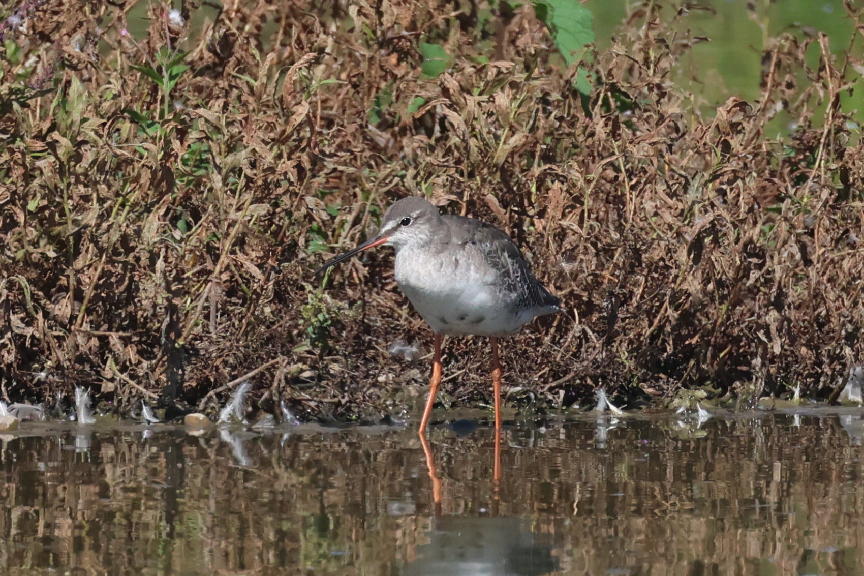 Spotted Redshank