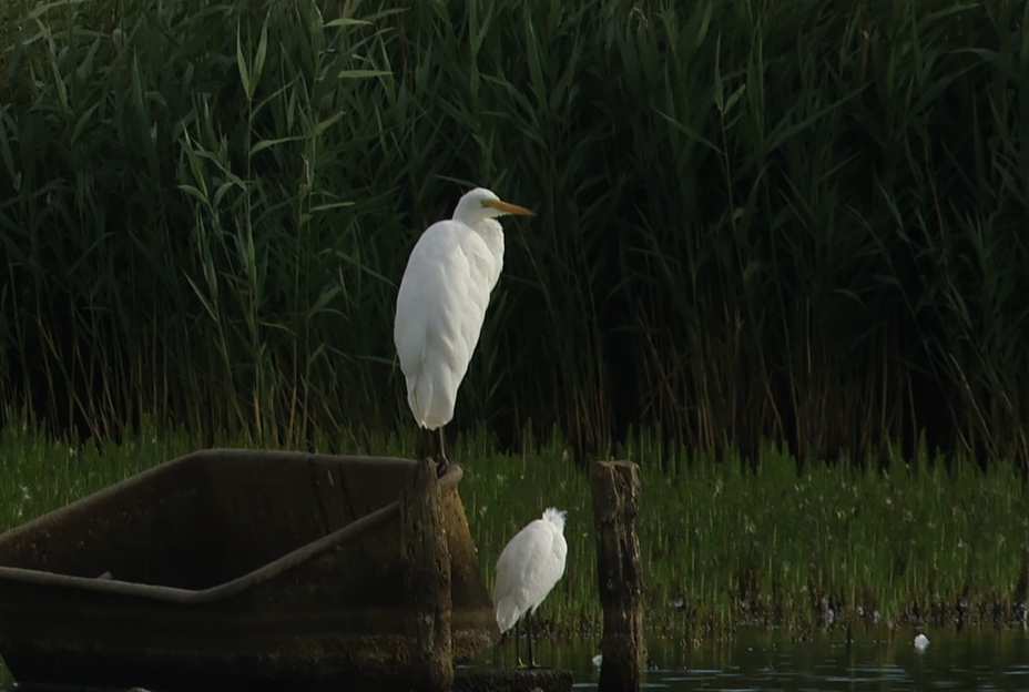 Great White Egret