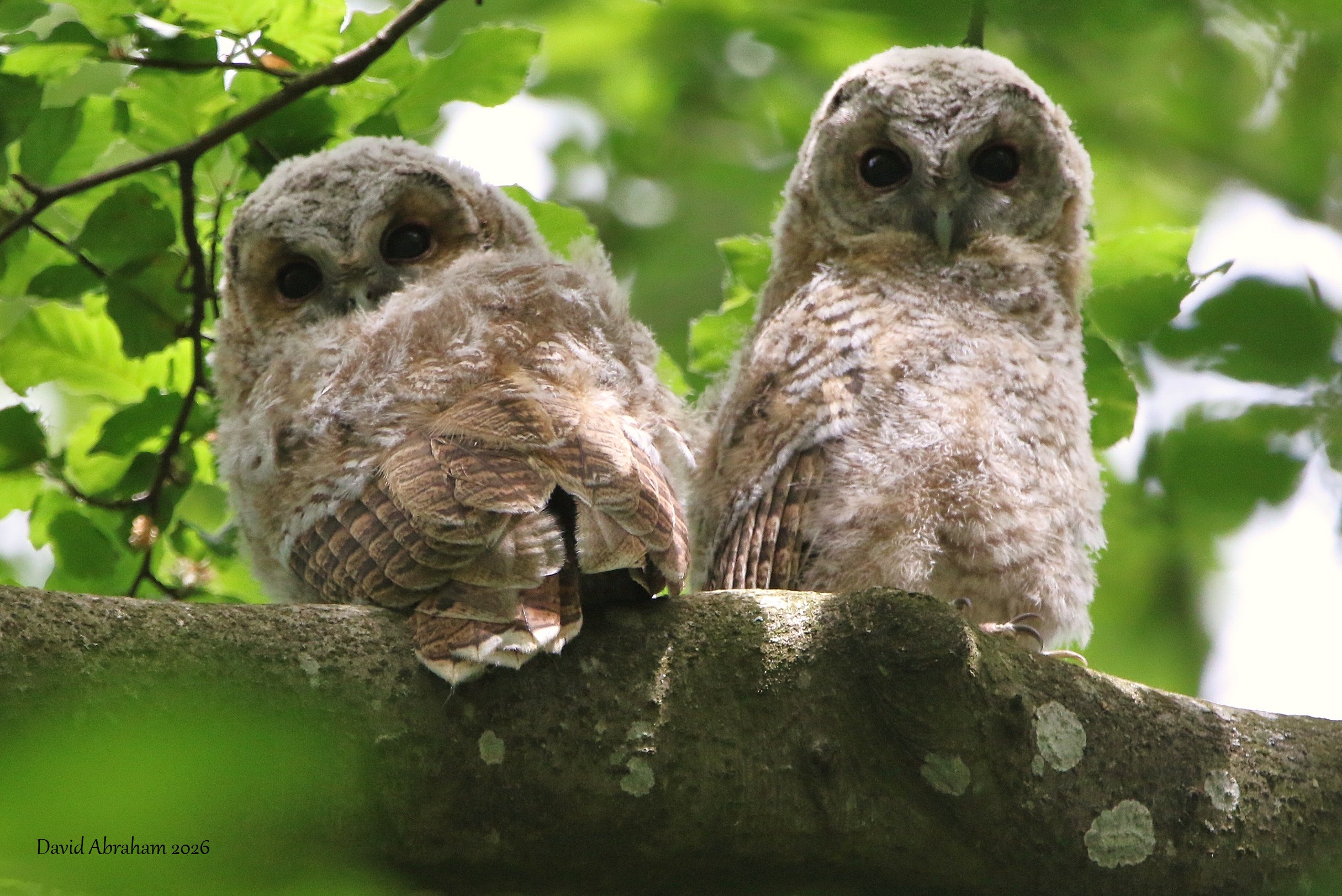 Tawny Owl 