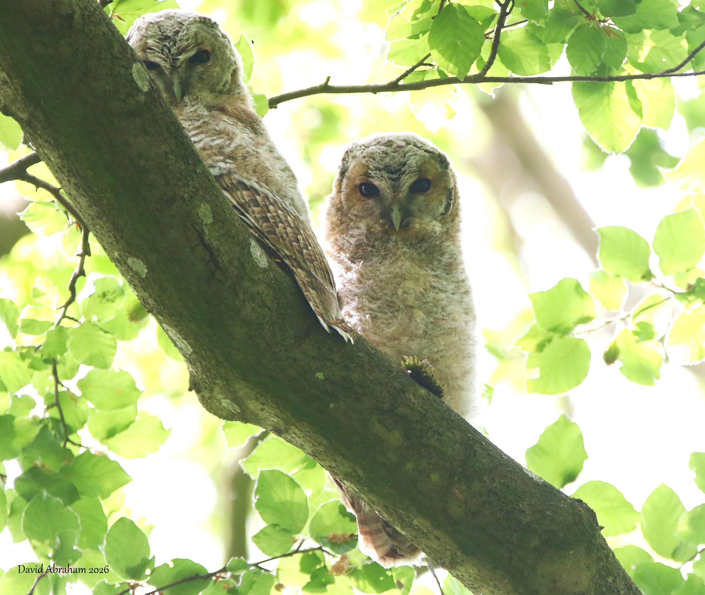 Tawny Owl 