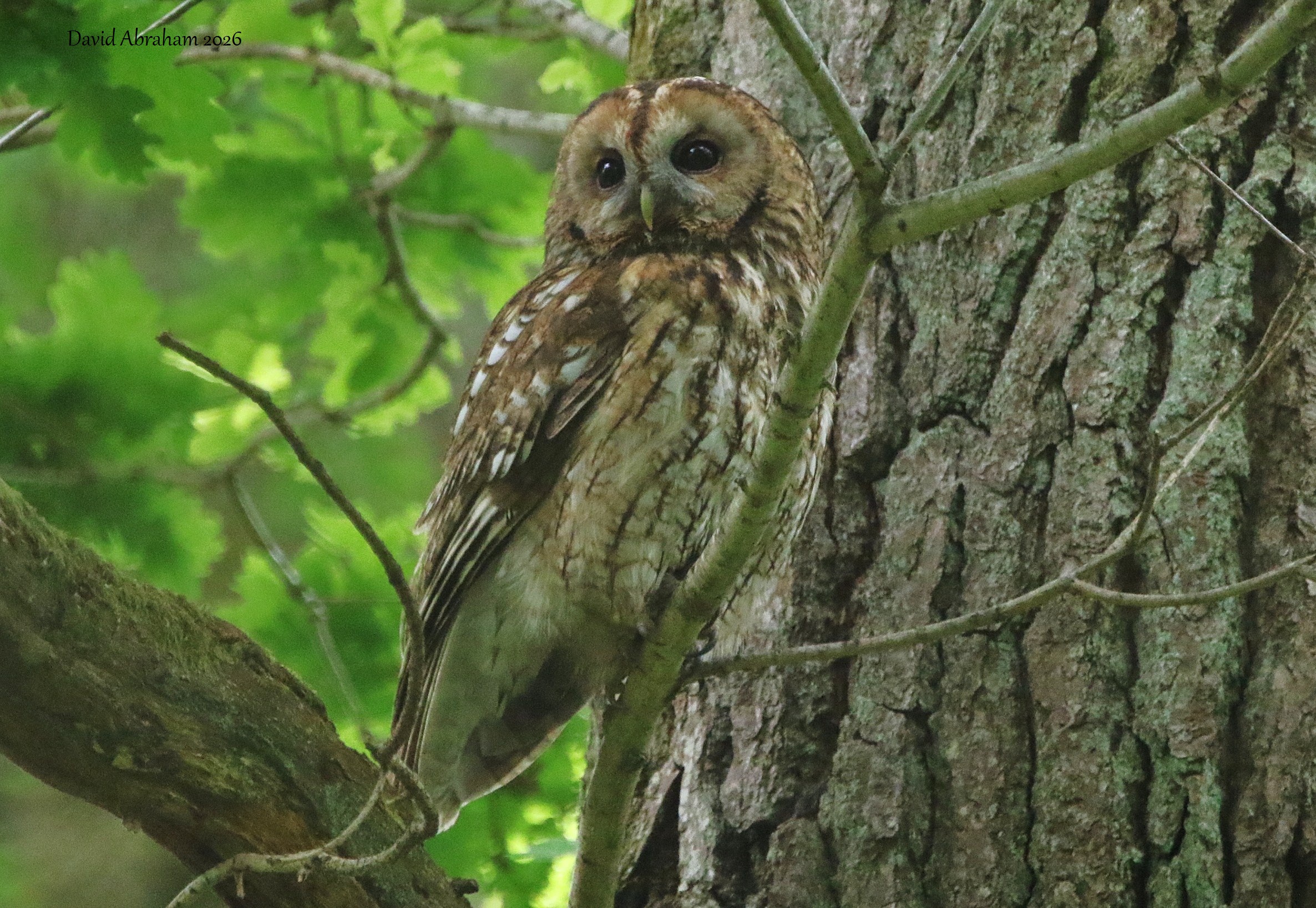 Tawny Owl 