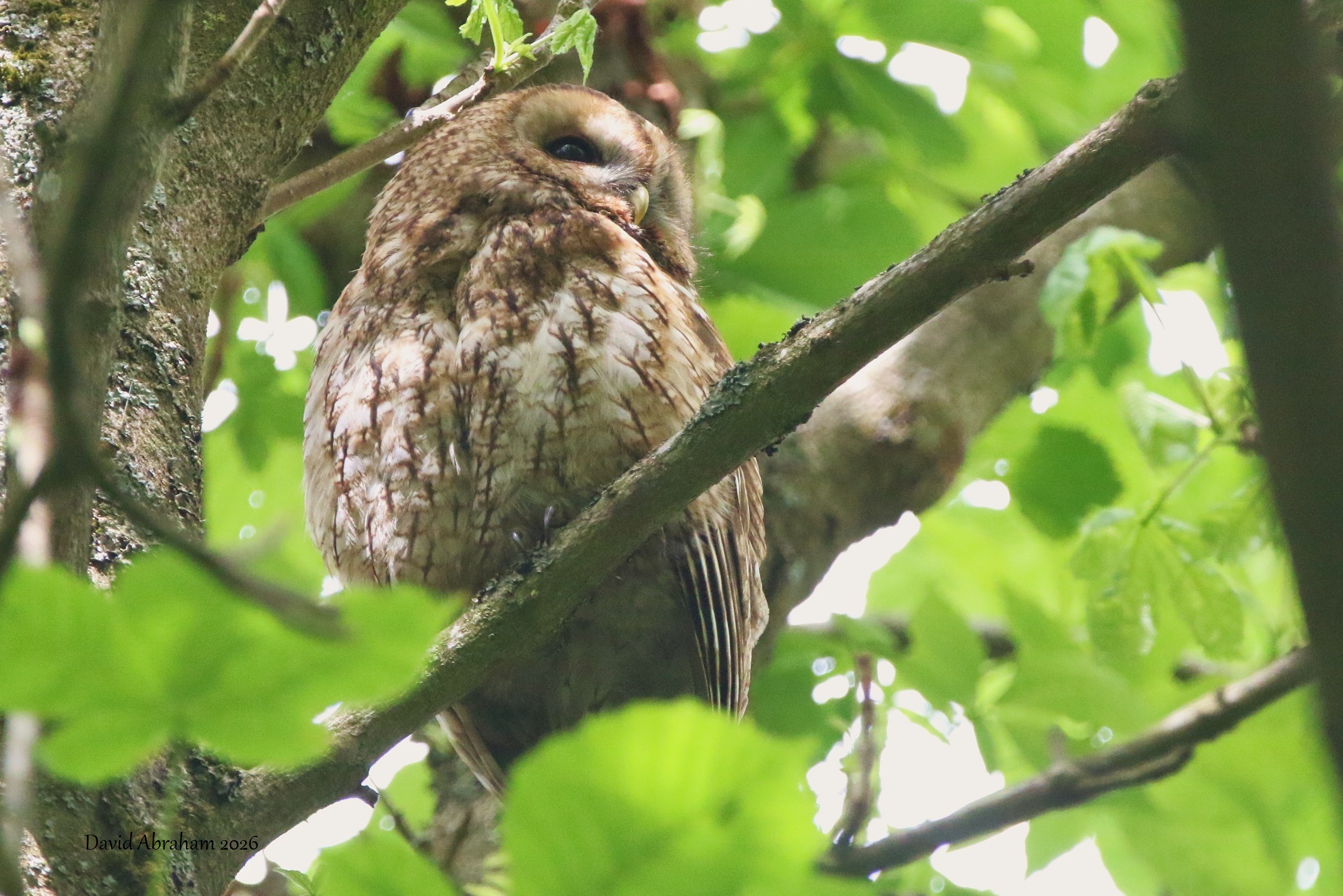 Tawny Owl 