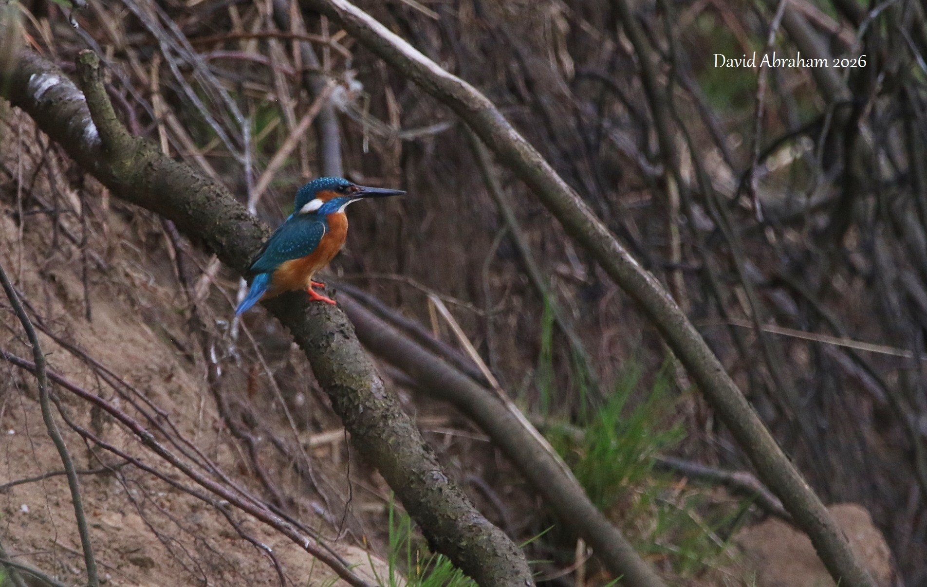 Kingfisher 