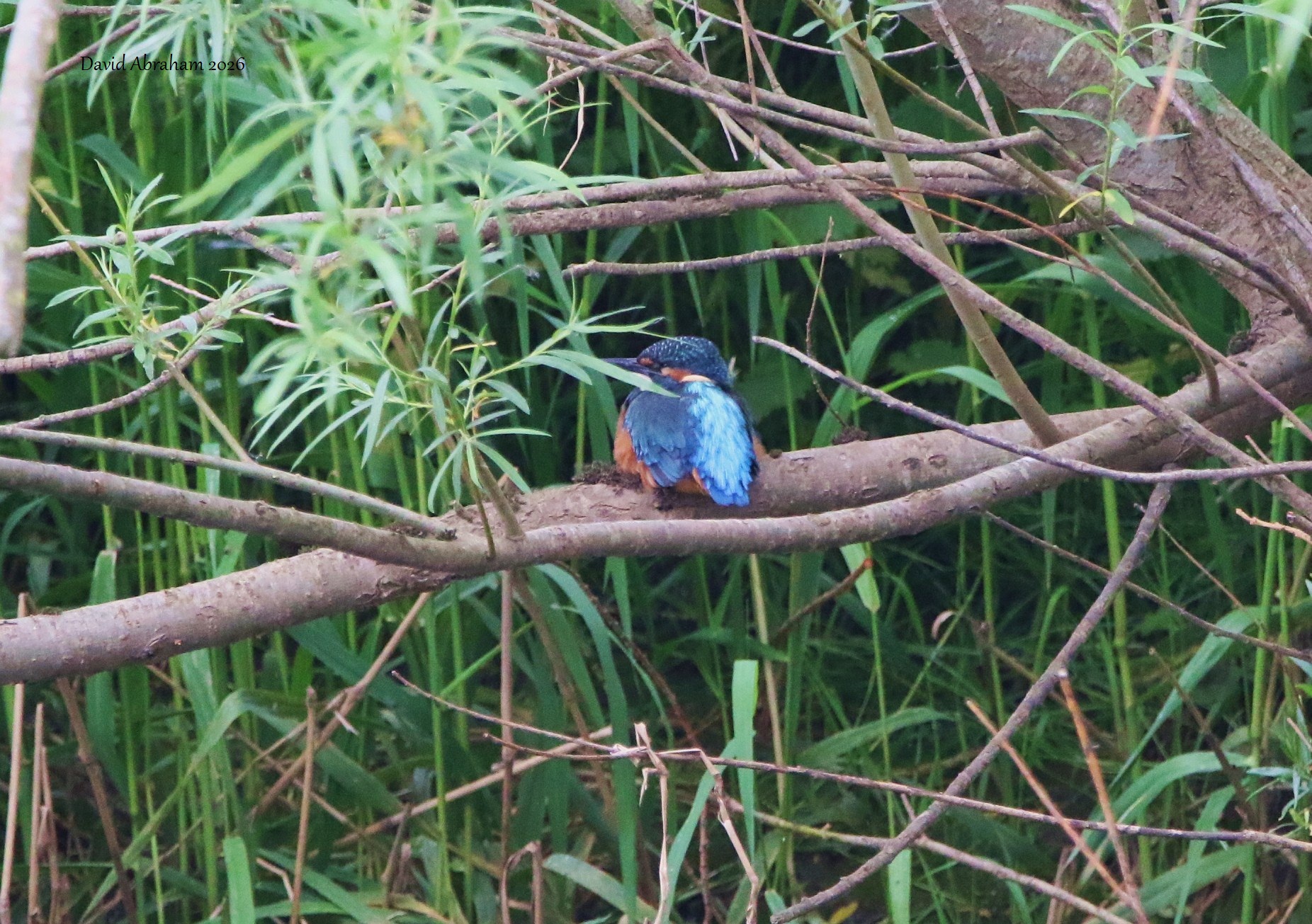 Kingfisher 