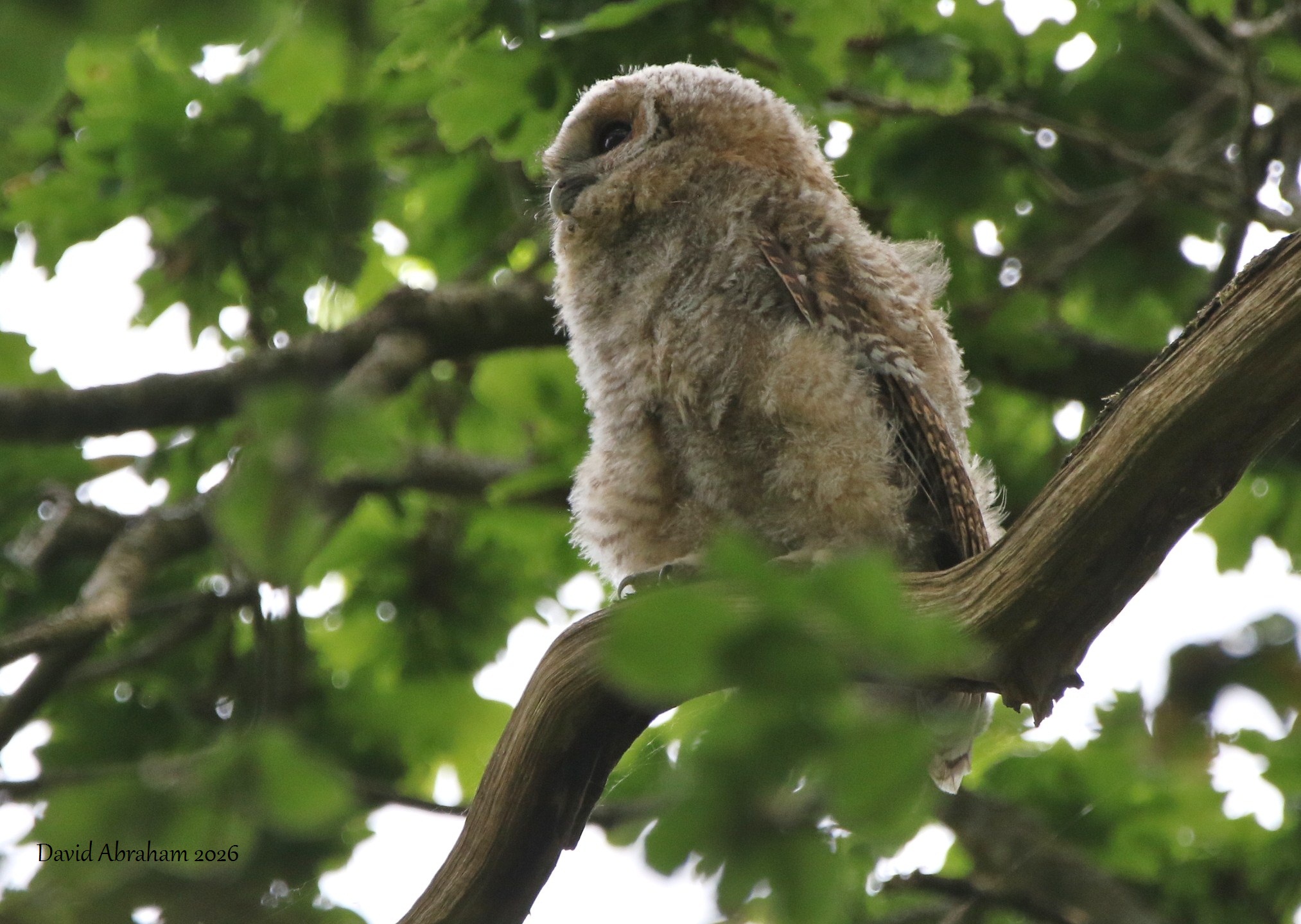 Tawny Owl 
