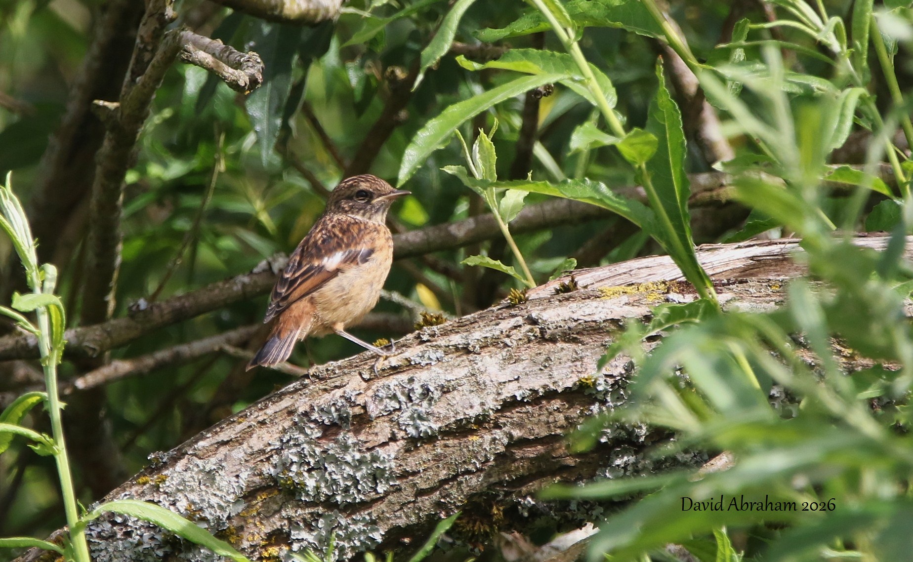 Stonechat 