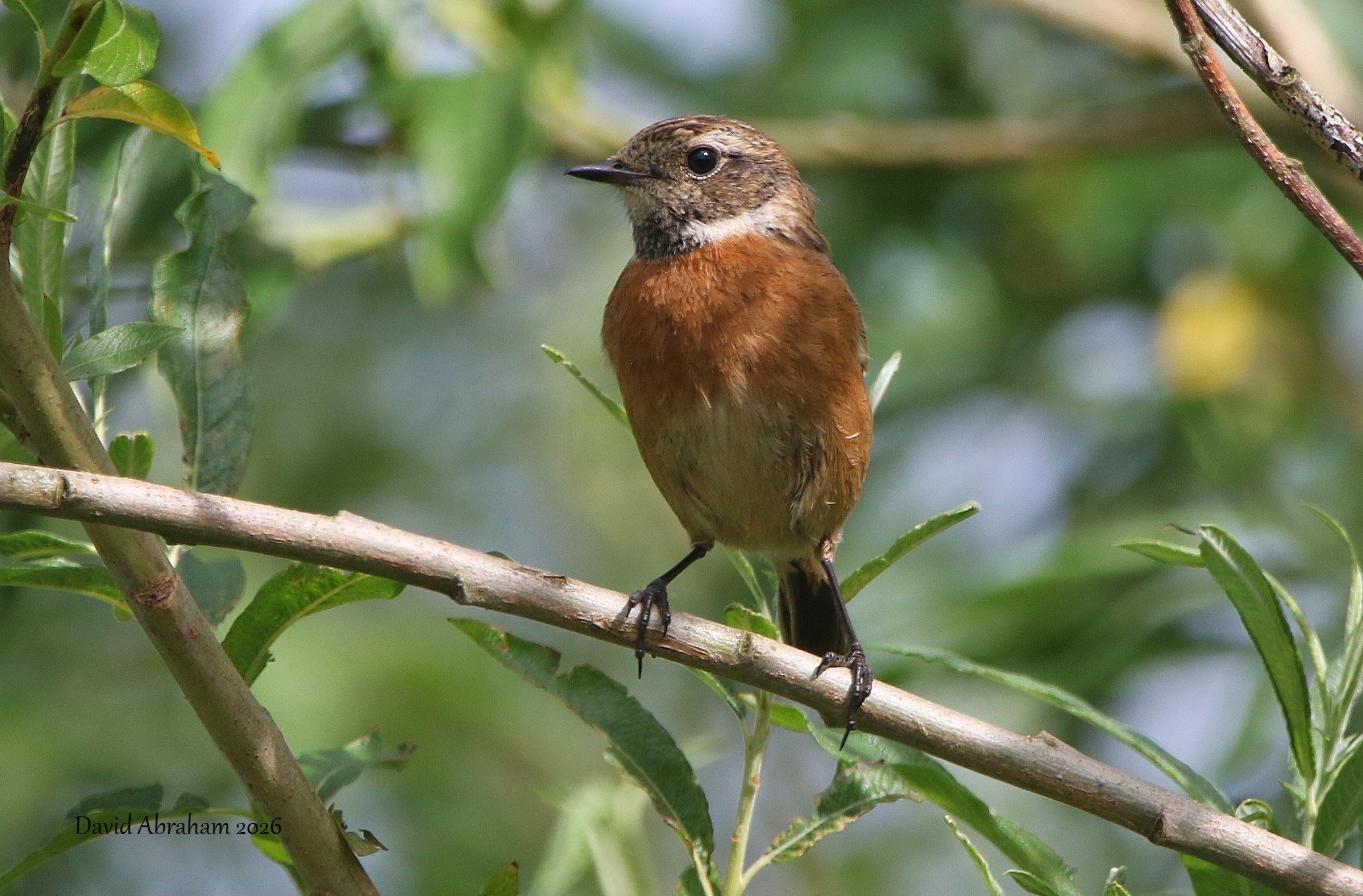 Stonechat 