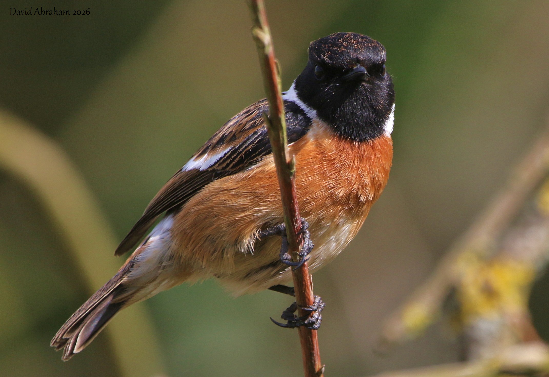 Stonechat 