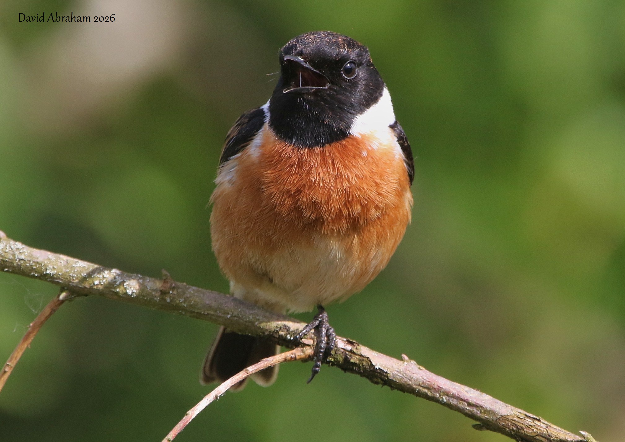 Stonechat 