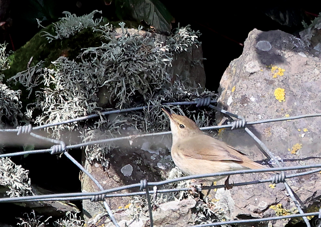 Blyth's Reed Warbler