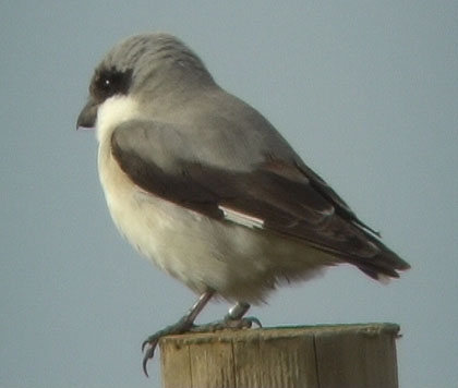 Lesser Grey Shrike