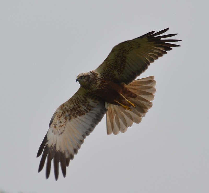 Marsh Harrier
