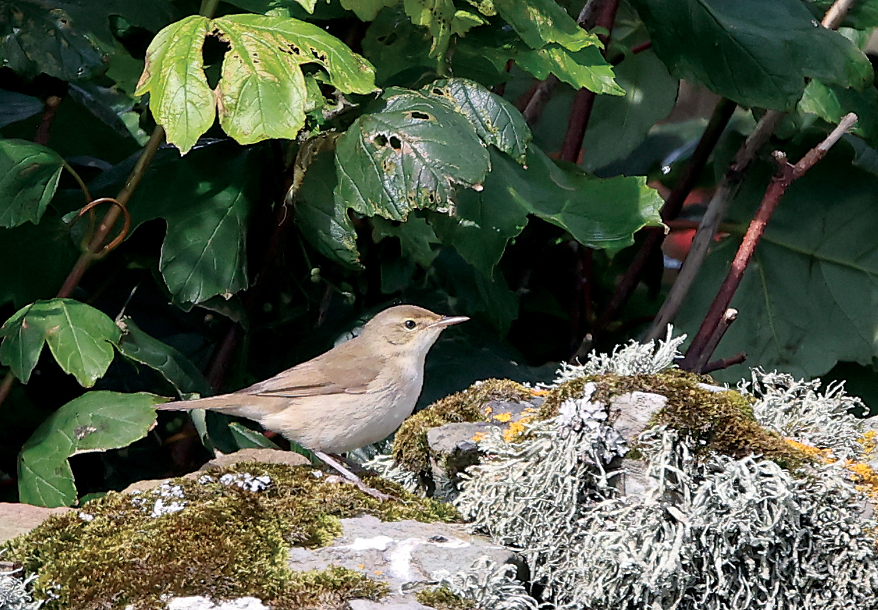 Blyth's Reed Warbler