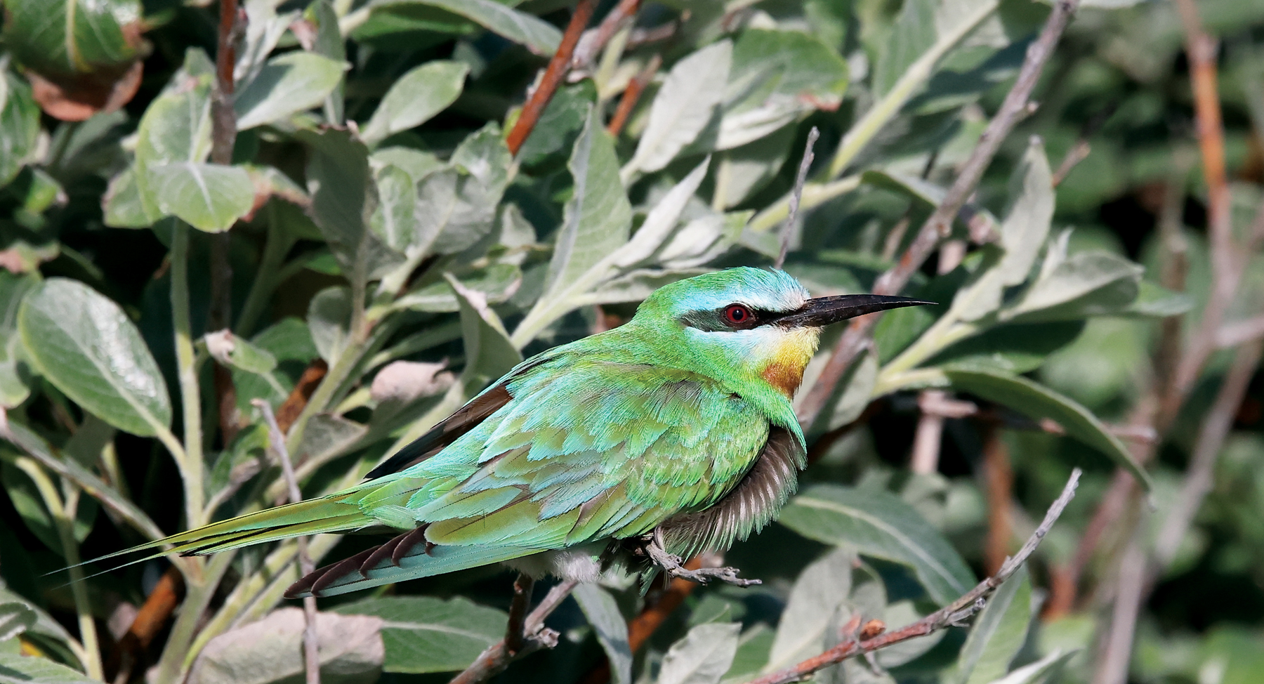 Blue-cheeked Bee-eater
