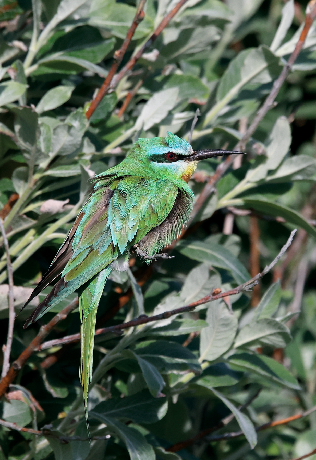 Blue-cheeked Bee-eater