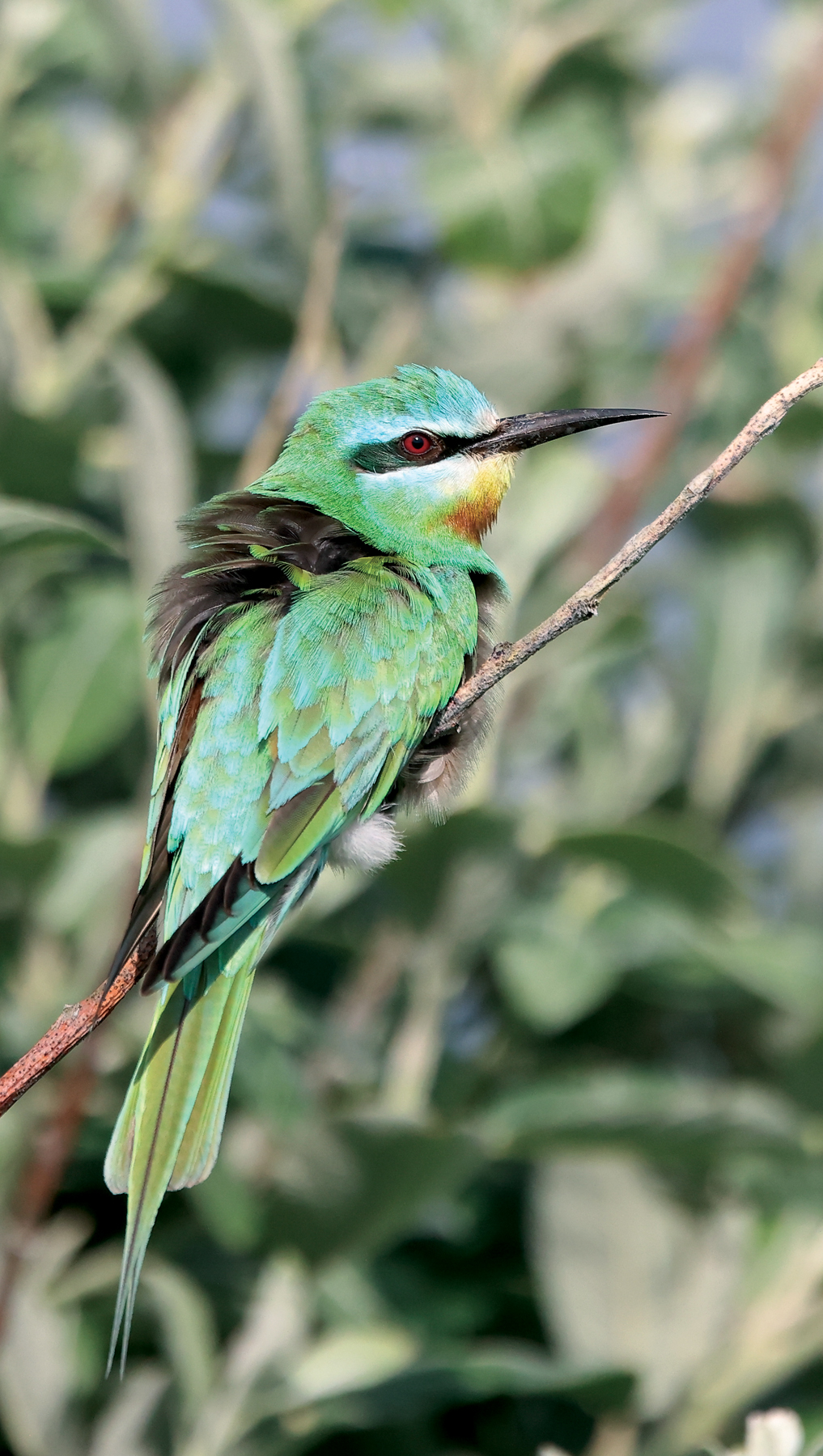Blue-cheeked Bee-eater