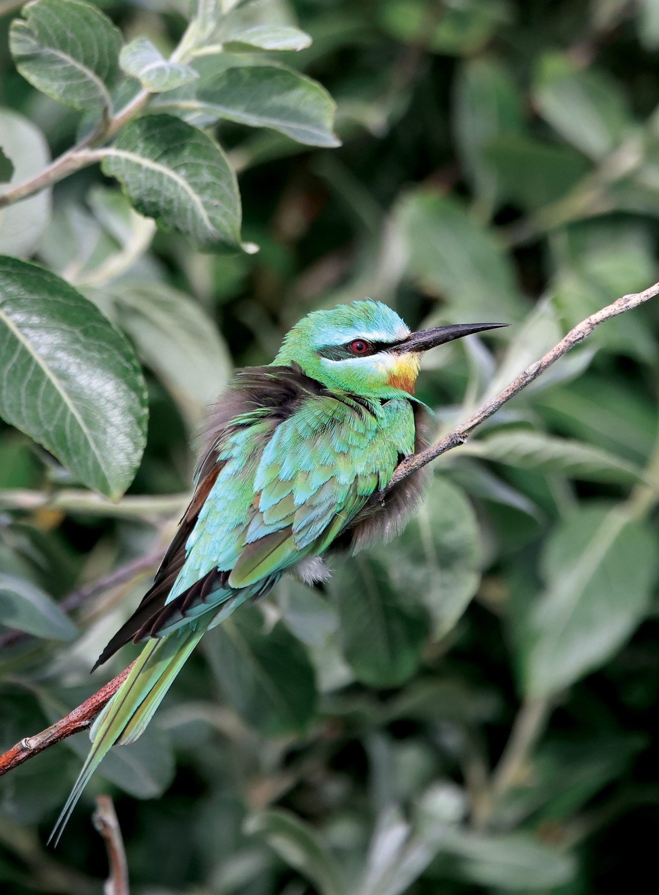 Blue-cheeked Bee-eater