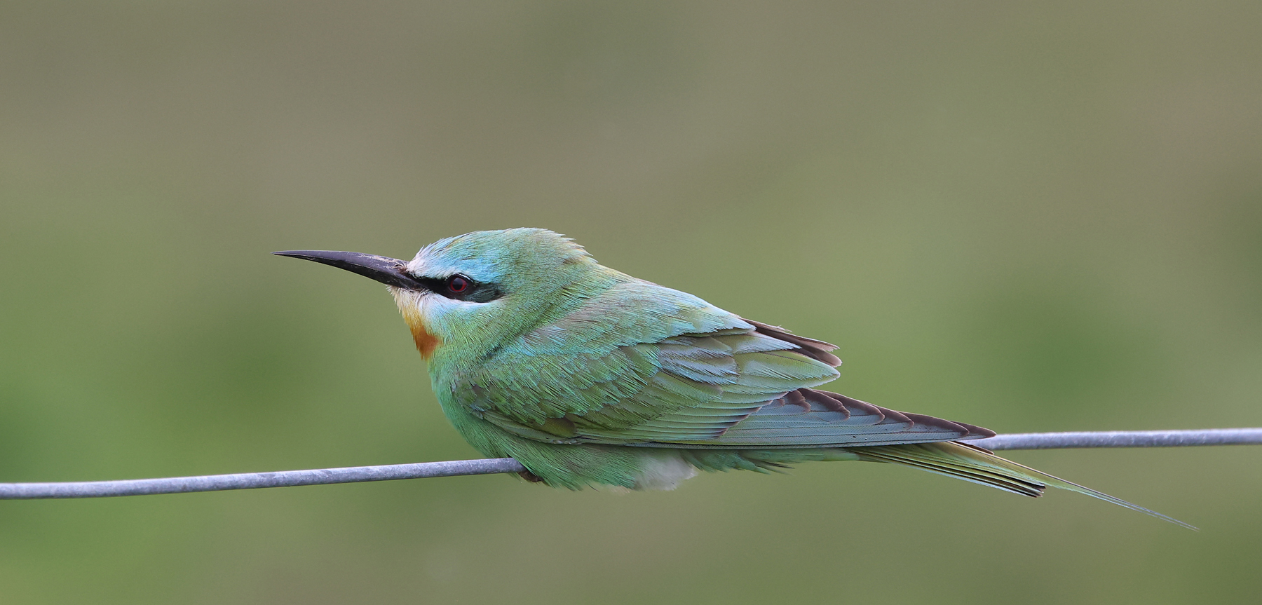 Blue-cheeked Bee-eater