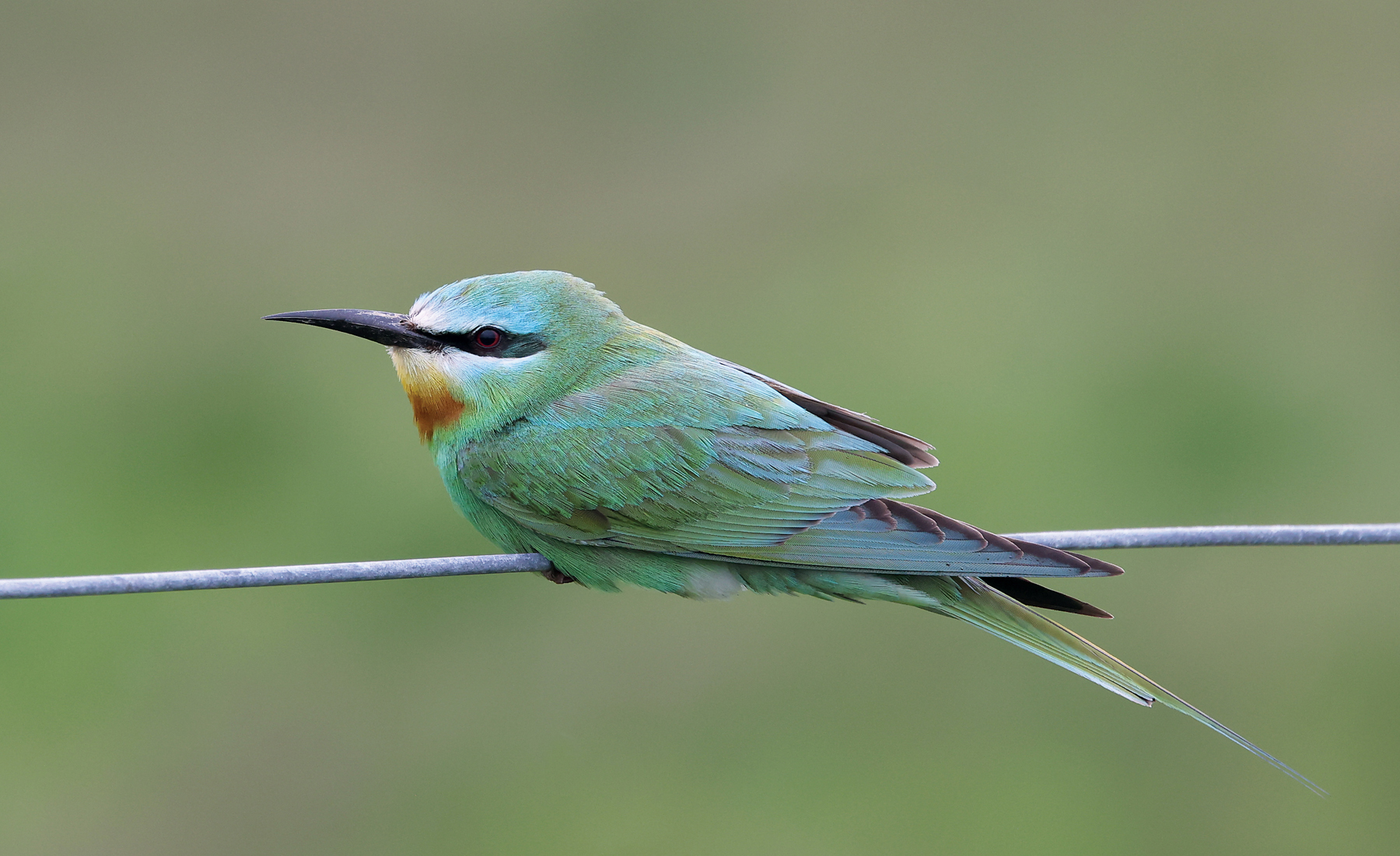 Blue-cheeked Bee-eater