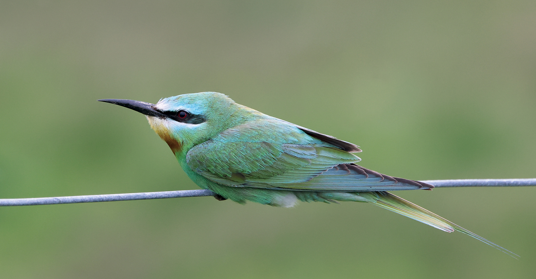 Blue-cheeked Bee-eater