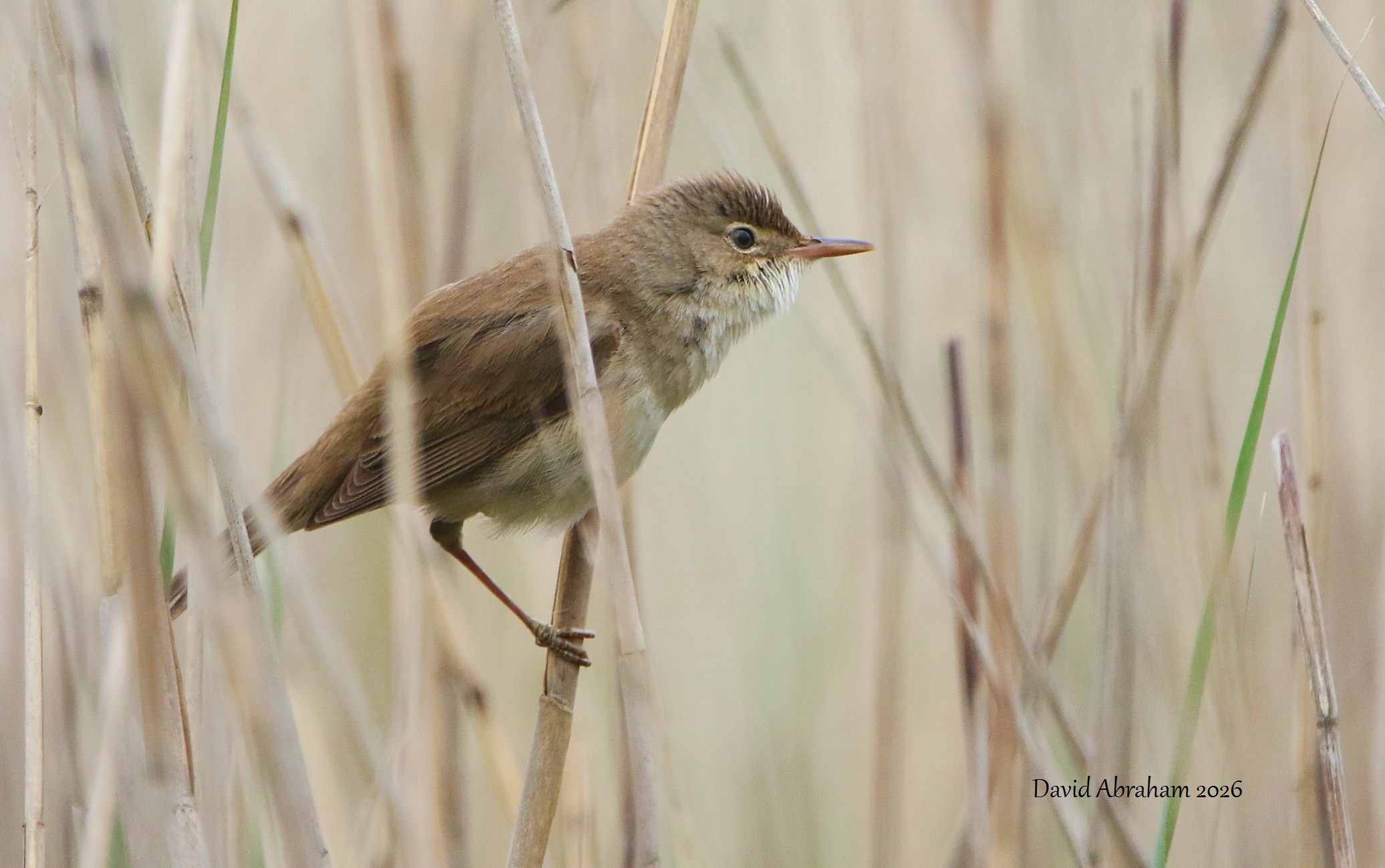 Reed Warbler 