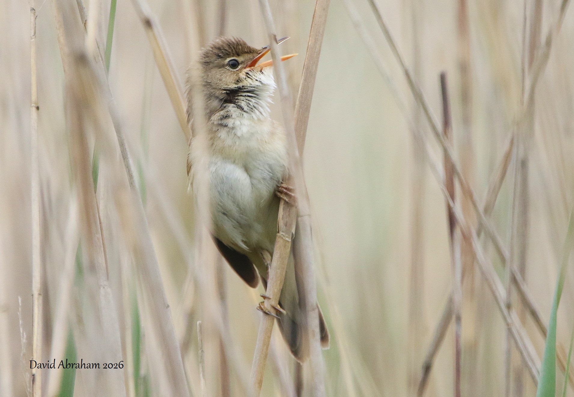 Reed Warbler 