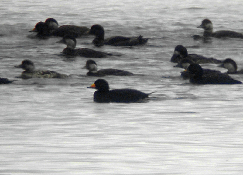 Black Scoter