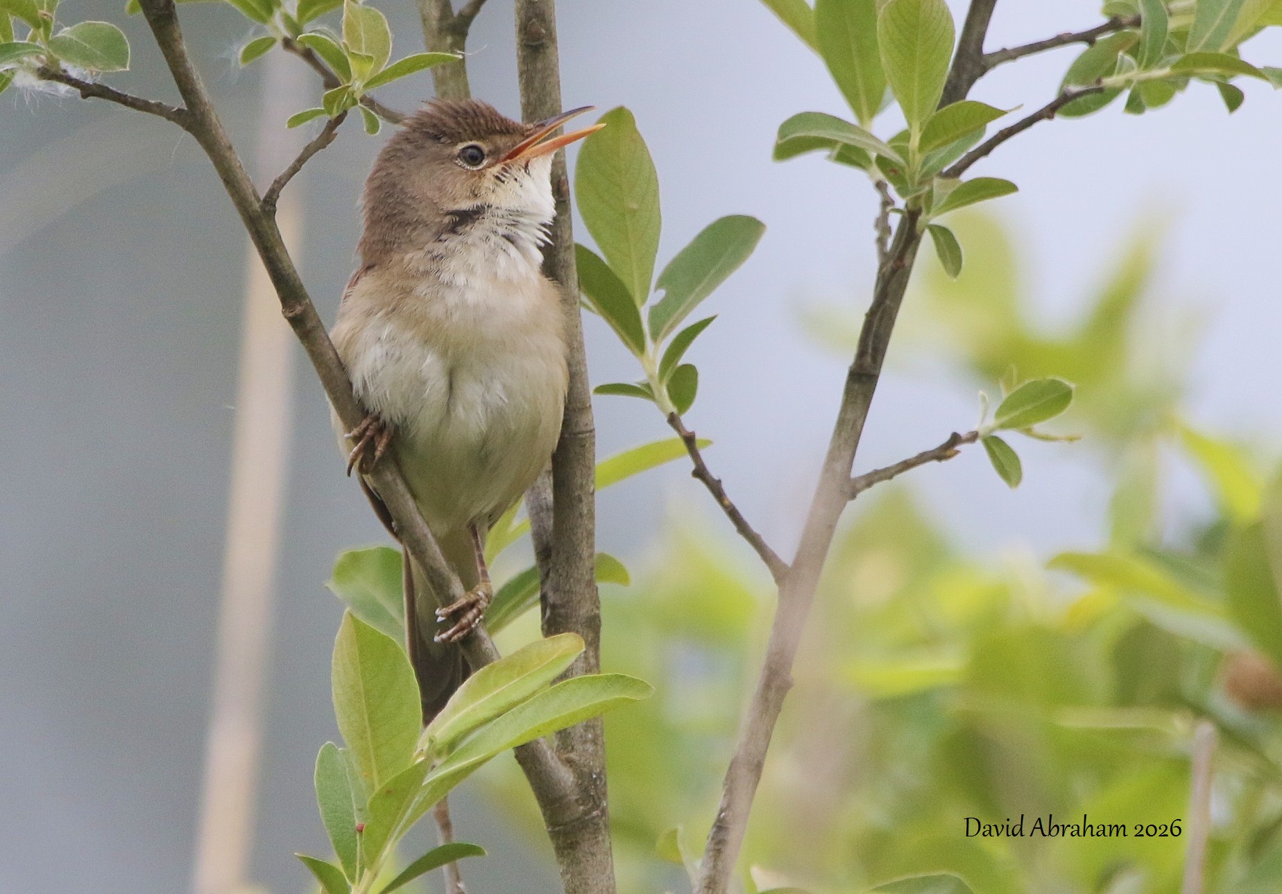 Reed Warbler 
