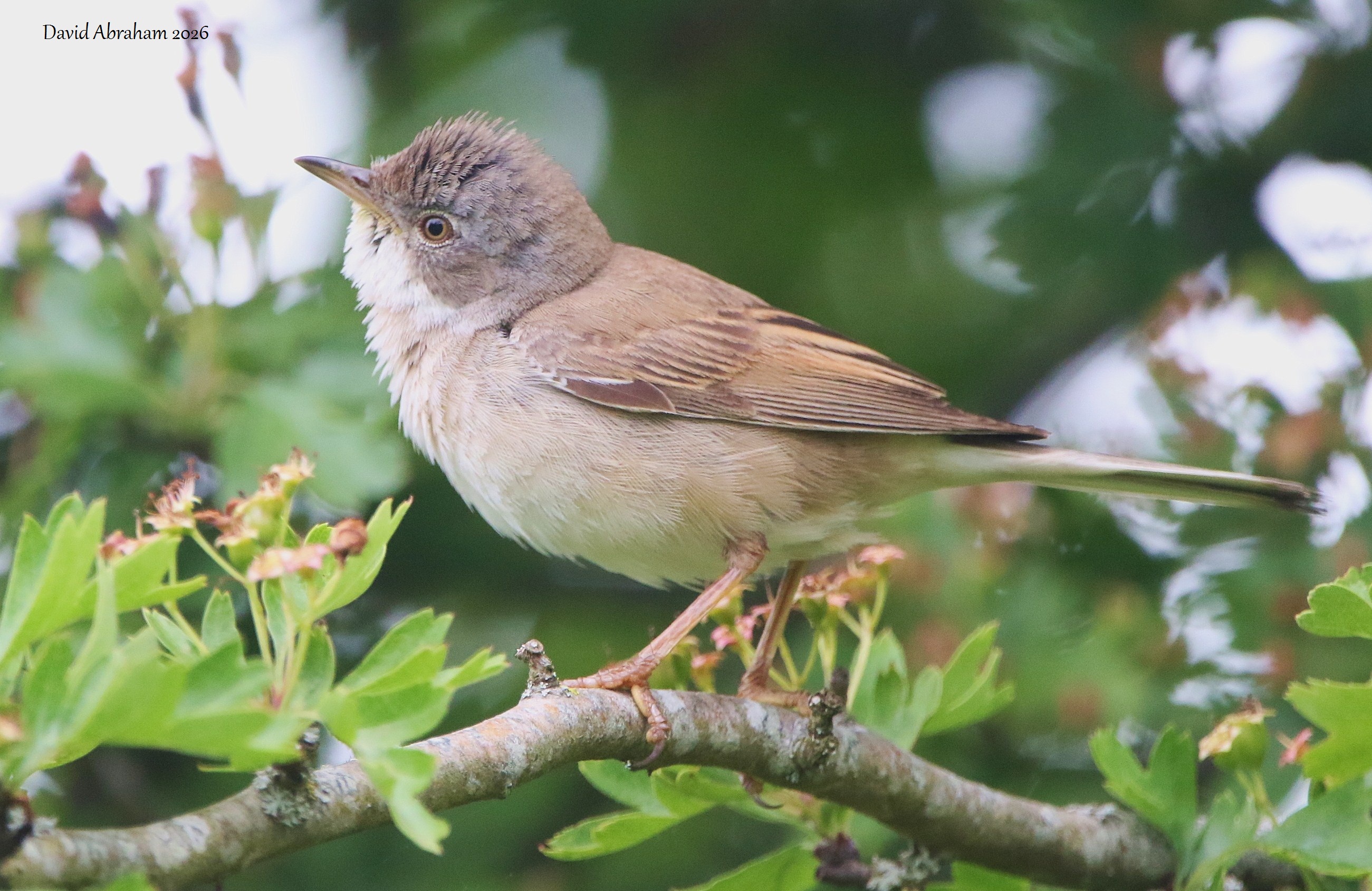 Whitethroat 
