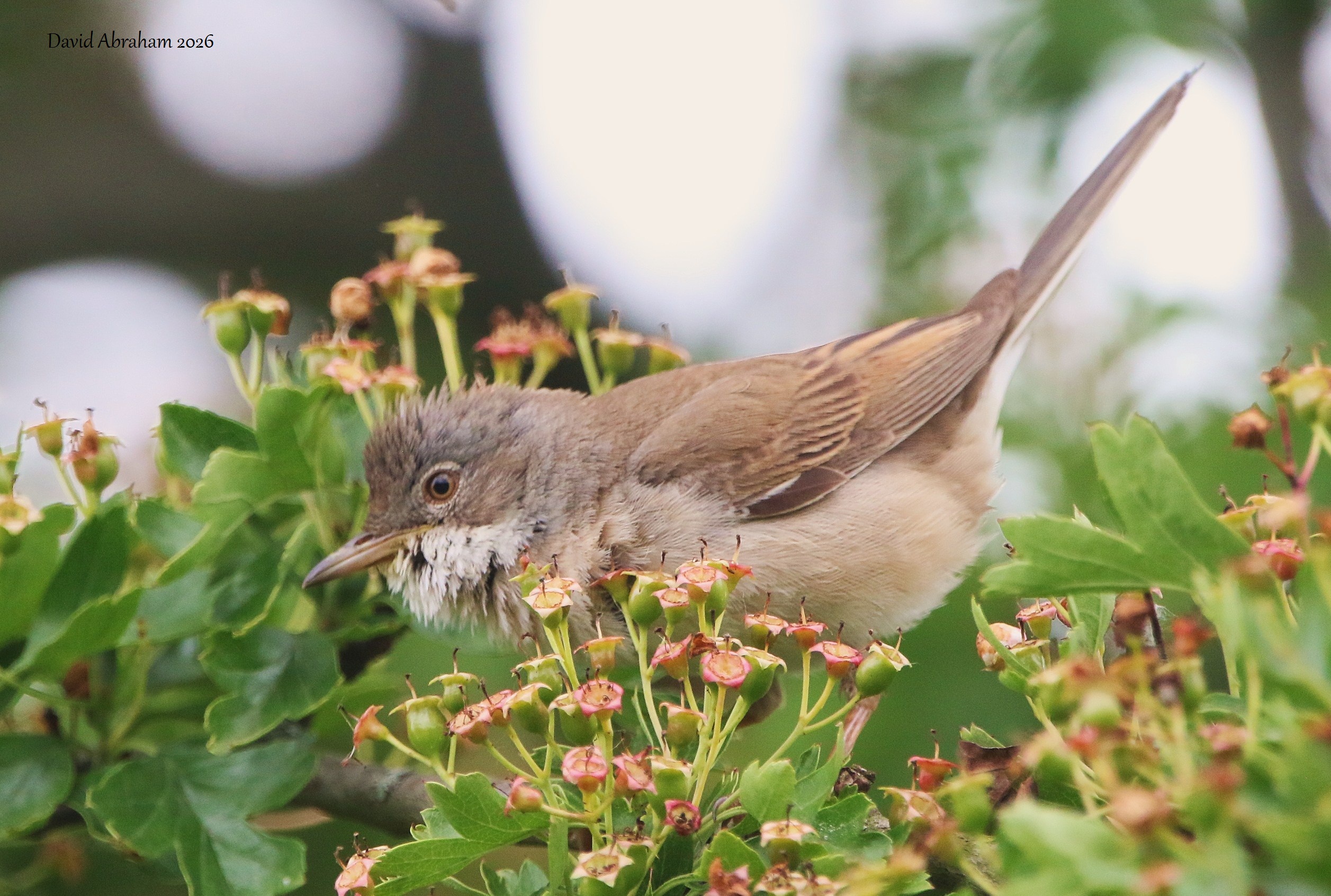 Whitethroat 