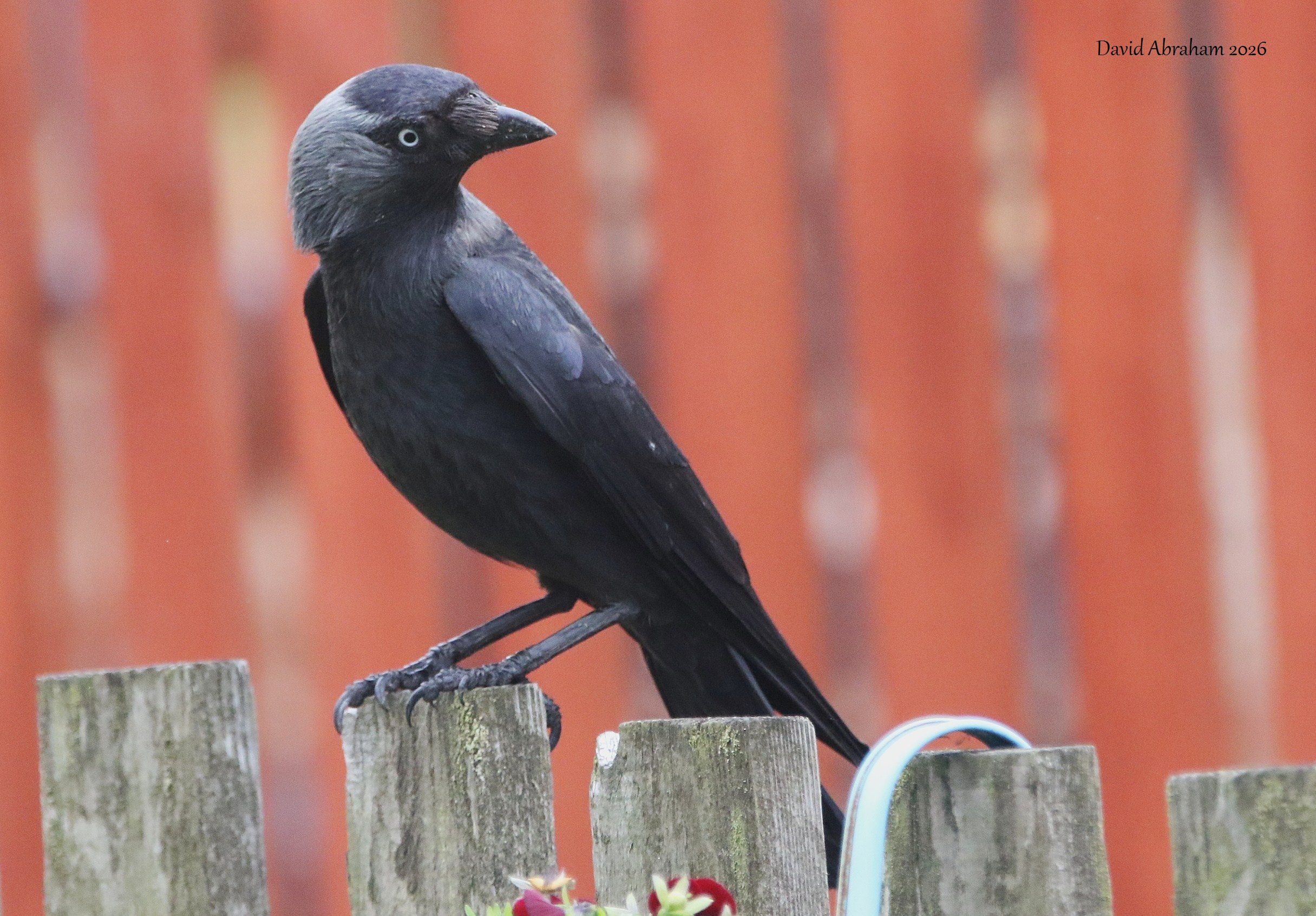 Jackdaw 