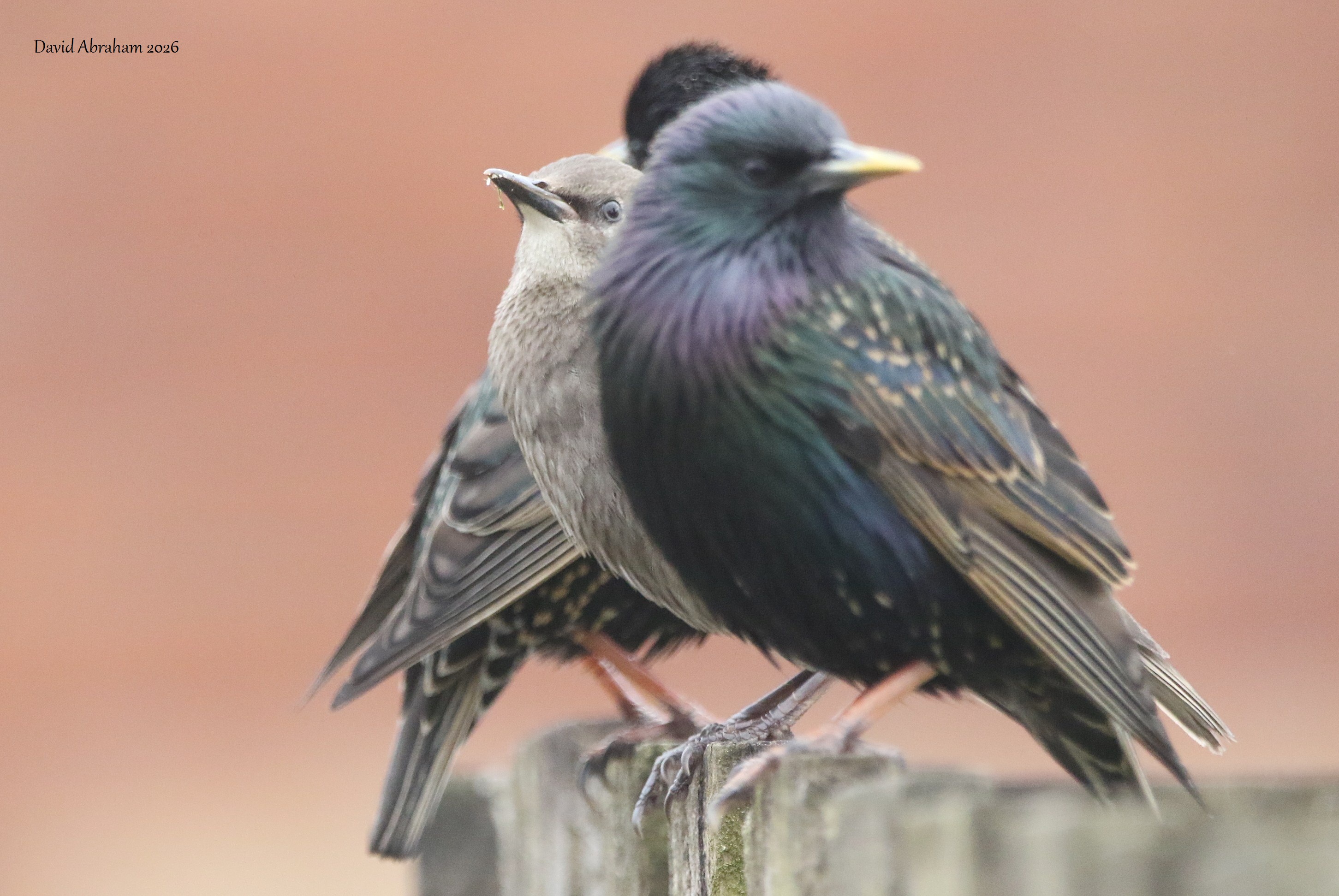 Starling