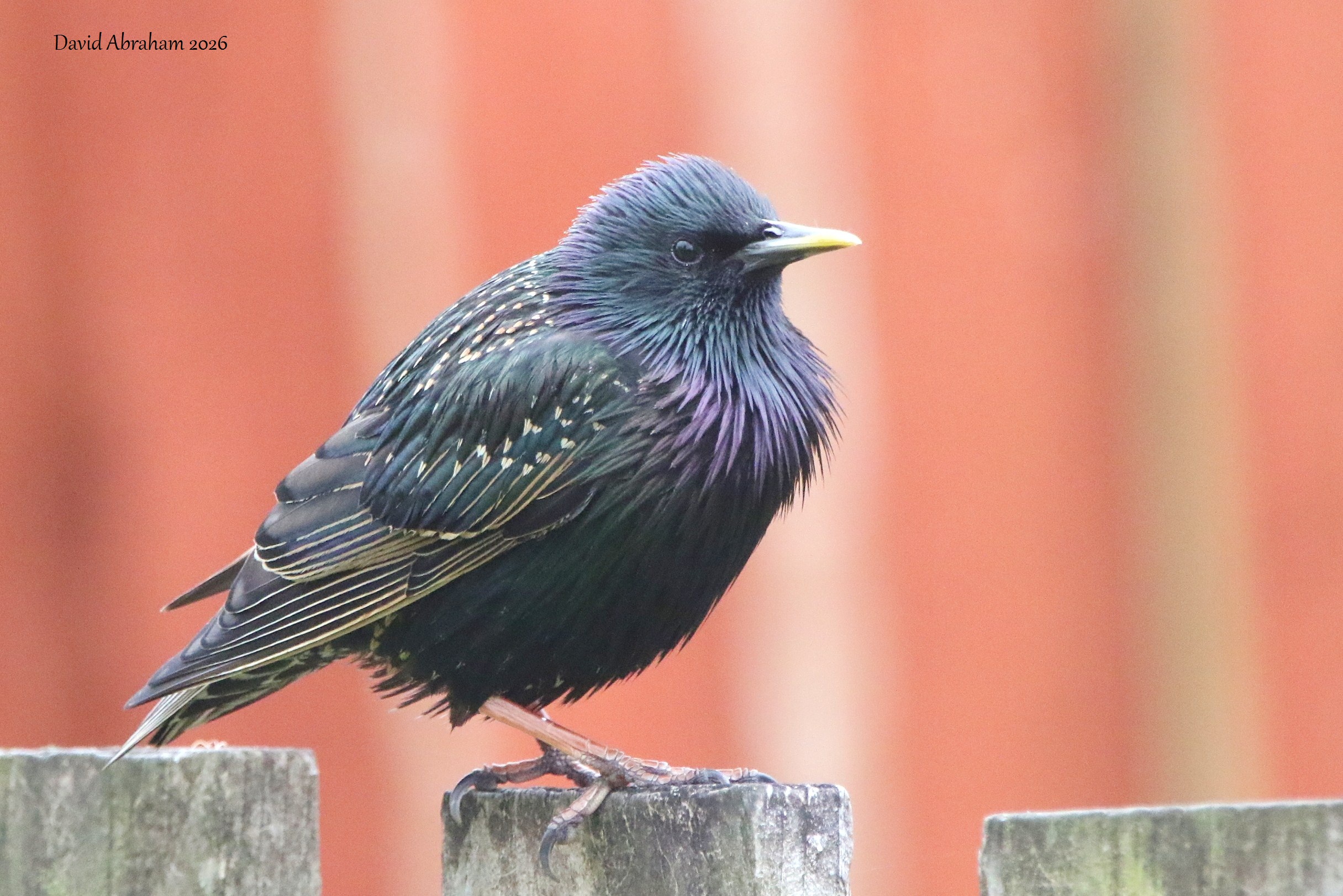 Starling 
